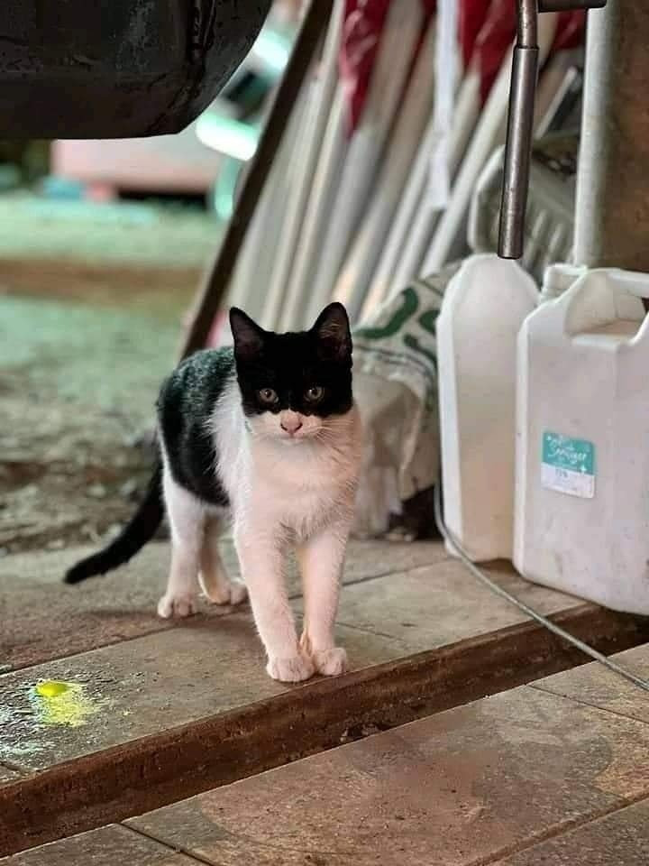 gato branco e preto com metade da cabeça preta como se fosse a máscara do Batman de pé de frente pra foto