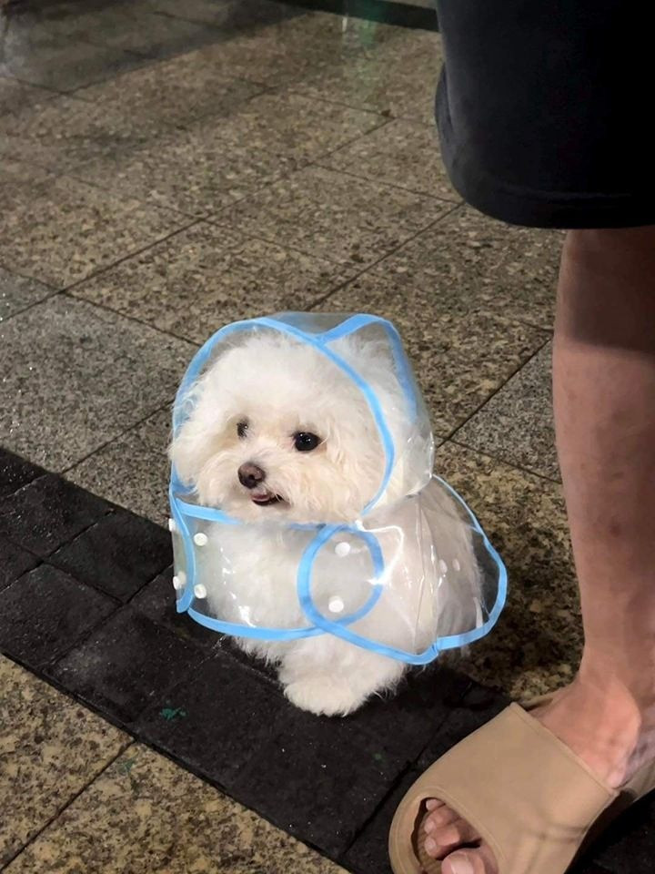 Cachorrinho branco peludinho usando uma capa de chuva transparente sentadinho na maior pose ao lado do pé do humano dele e olhando pra frente com a boquinha entreaberta