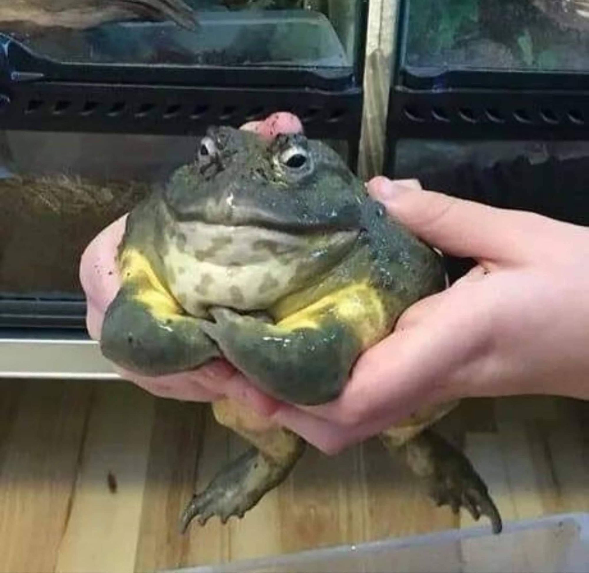 Mãos de um pessoa segurando um sapão verde de braços cruzados e com cara de puto