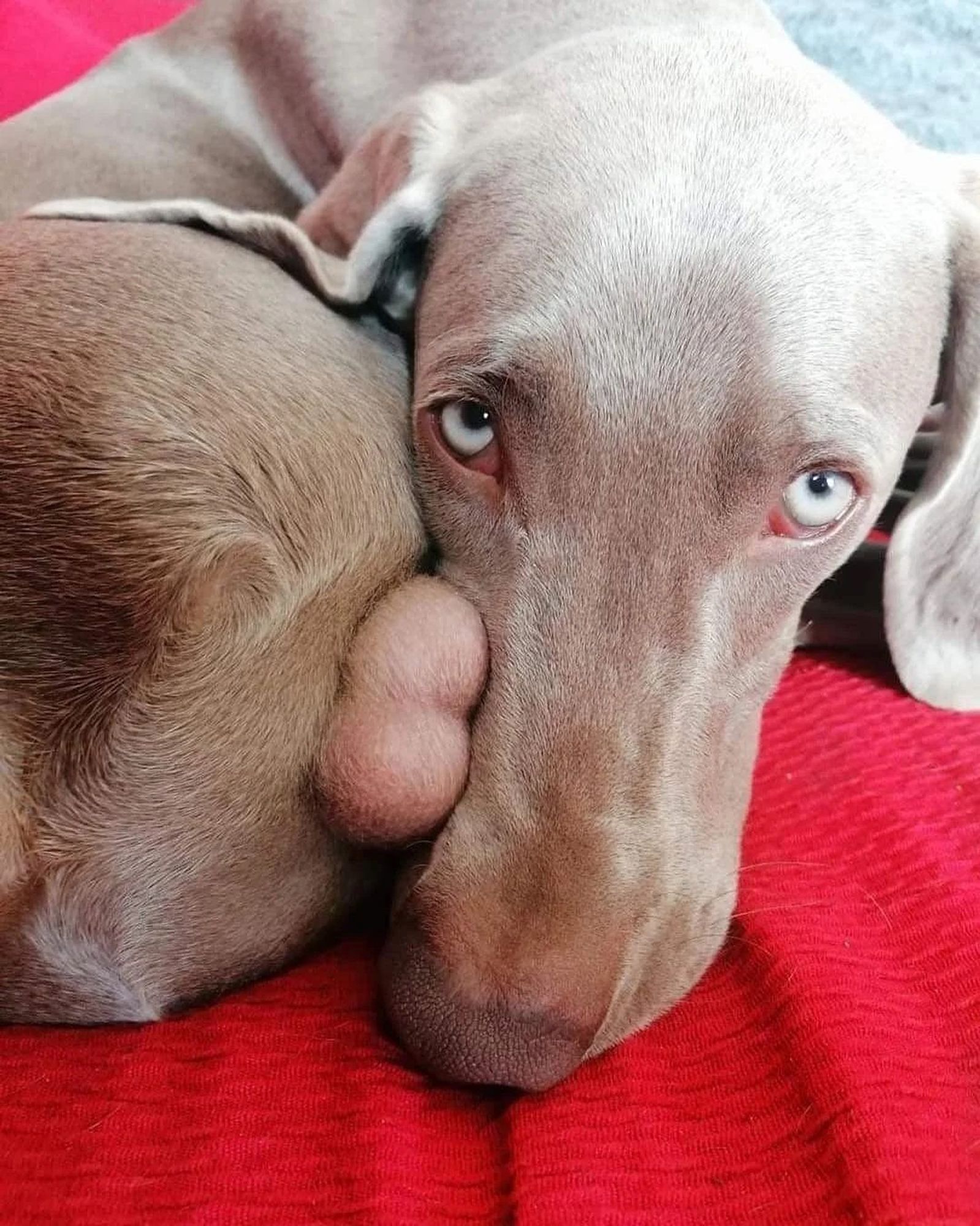 Cachorrão marrom deitado todo encolhidinho com a cabeça encostando na bundinha e entre o focinho e a bundinha os ovinhos do cachorro ficaram a mostra parecendo um amendoim com casca