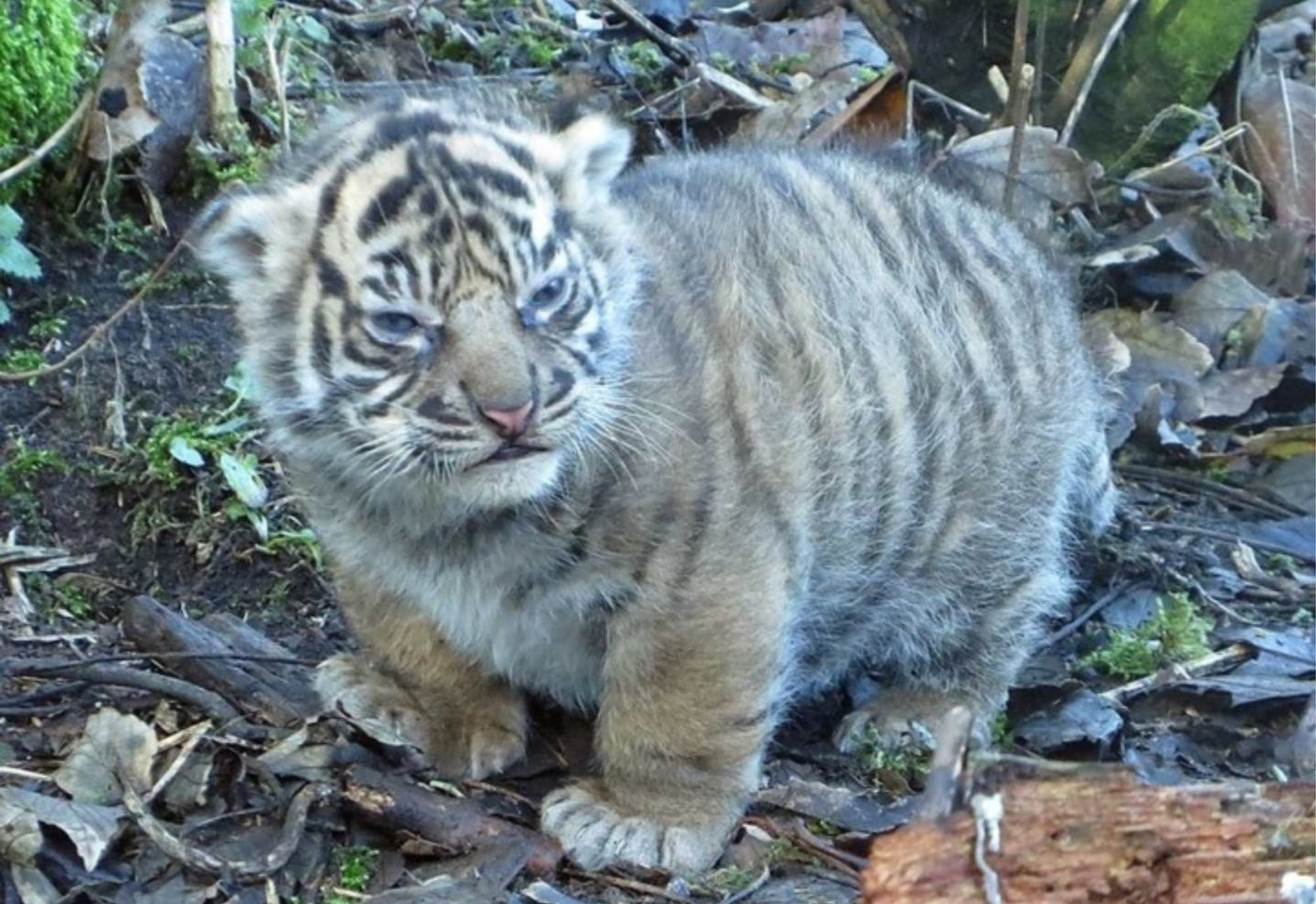 FIlhote de tigre arrepiadinho gorducho muito fofinho com carinha de bravo de lado pra foto olhando meio de lado na natureza em meio a algumas folhas secas no chão