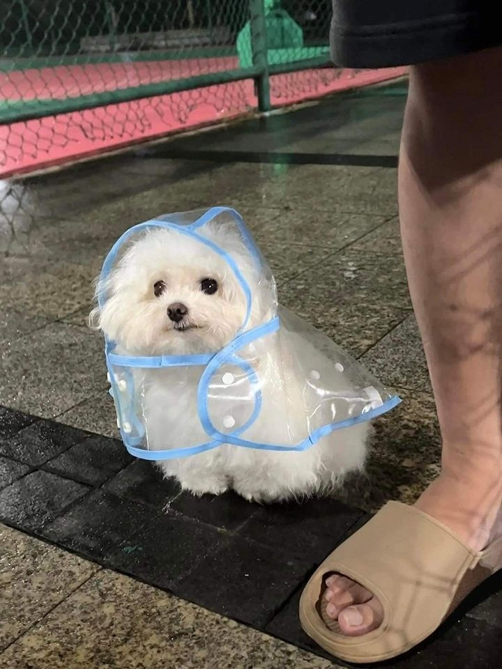 Cachorrinho branco peludinho usando uma capa de chuva transparente sentadinho na maior pose ao lado do pé do humano dele e olhando pra foto