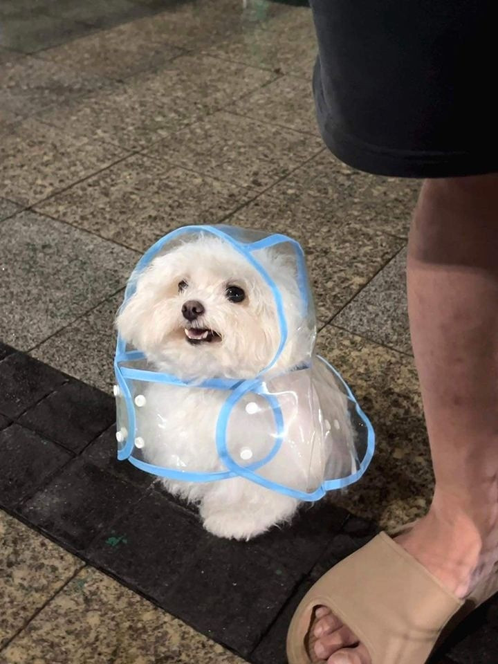 Cachorrinho branco peludinho usando uma capa de chuva transparente sentadinho na maior pose ao lado do pé do humano dele e olhando pra cima com a boquinha entreaberta mostrando os dentinhos