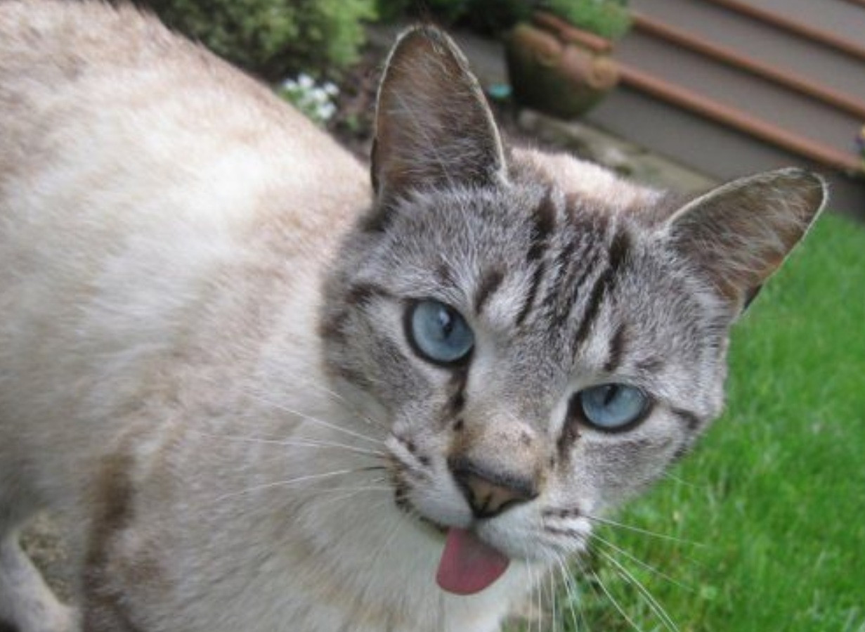 Rostinho de um gatinho cinza rajado de olhos azuis com a linguinha tortinha pra fora da boca