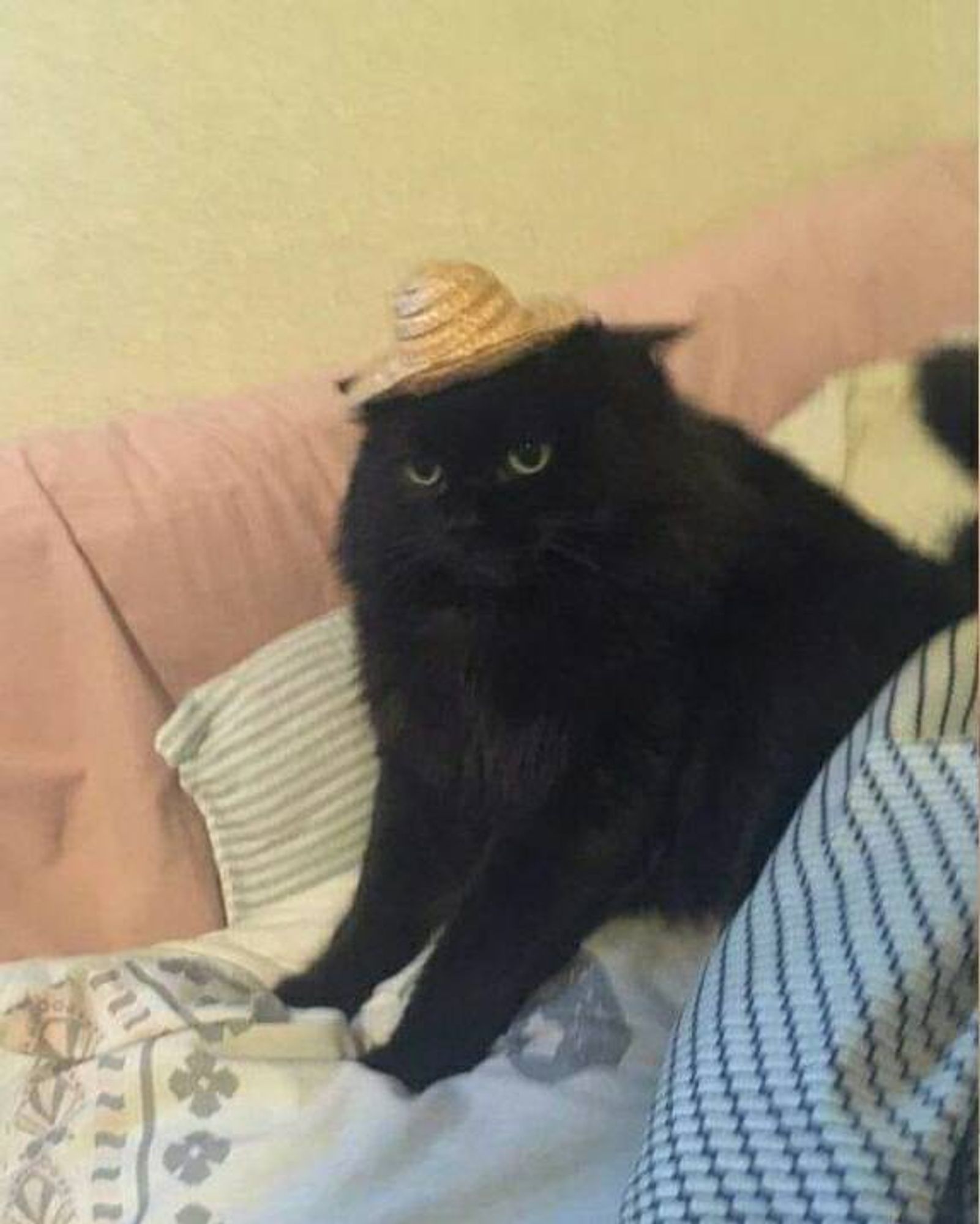 Gatinho preto com cara de mal humorado sentado no sofá e usando um chapeuzinho de palha