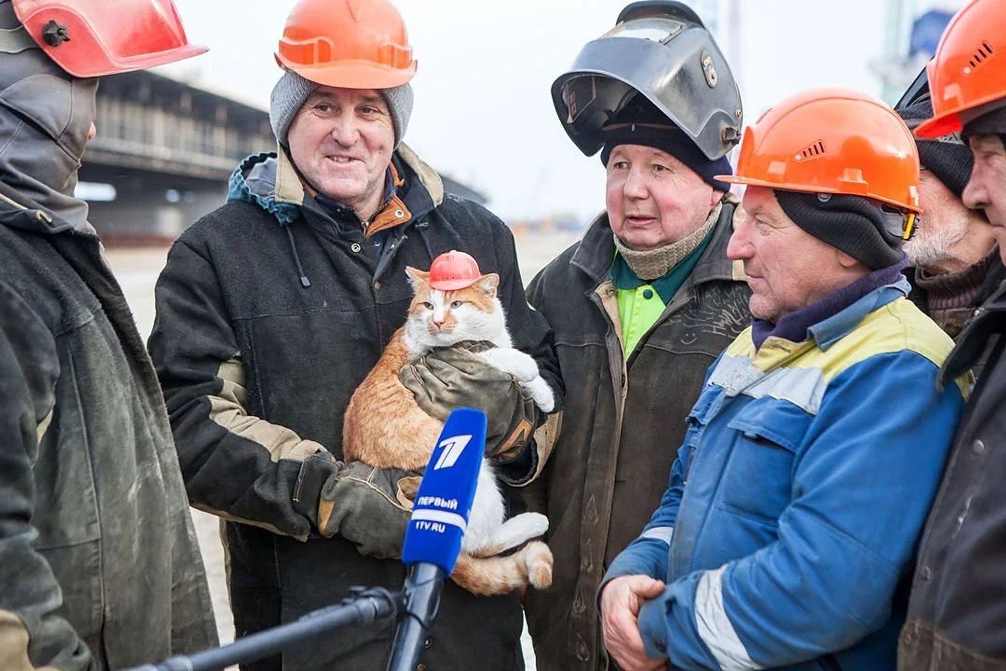 Vários funcionários de uma obra usando capacete de proteção ao redor de um microfone como se estivessem dando entrevista e um desses homens está com um gato laranja e branco usando um capacetinho de proteção