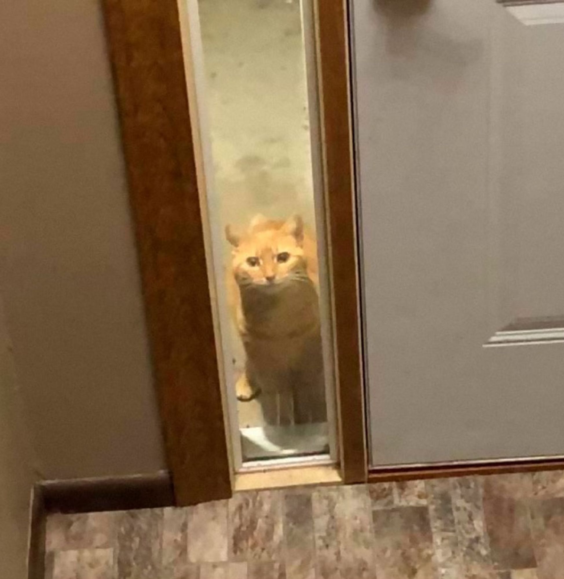 Foto de um gato laranja puto do lado de fora da casa olhando pra dentro através do vidro que tem ao redor da porta