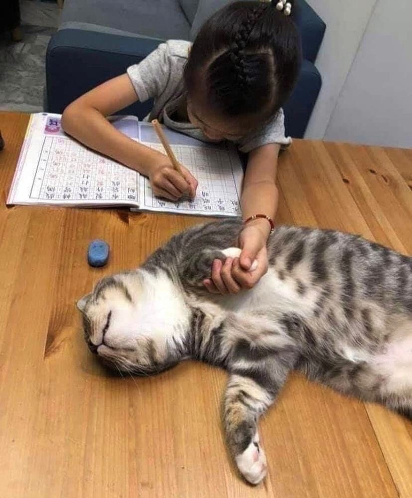 Menina sentada à mesa estudando e com uma mão ela escreve no caderno e com a outra segura uma patinha de um gato cinza rajado gorducho deitado e dormindo na mesa