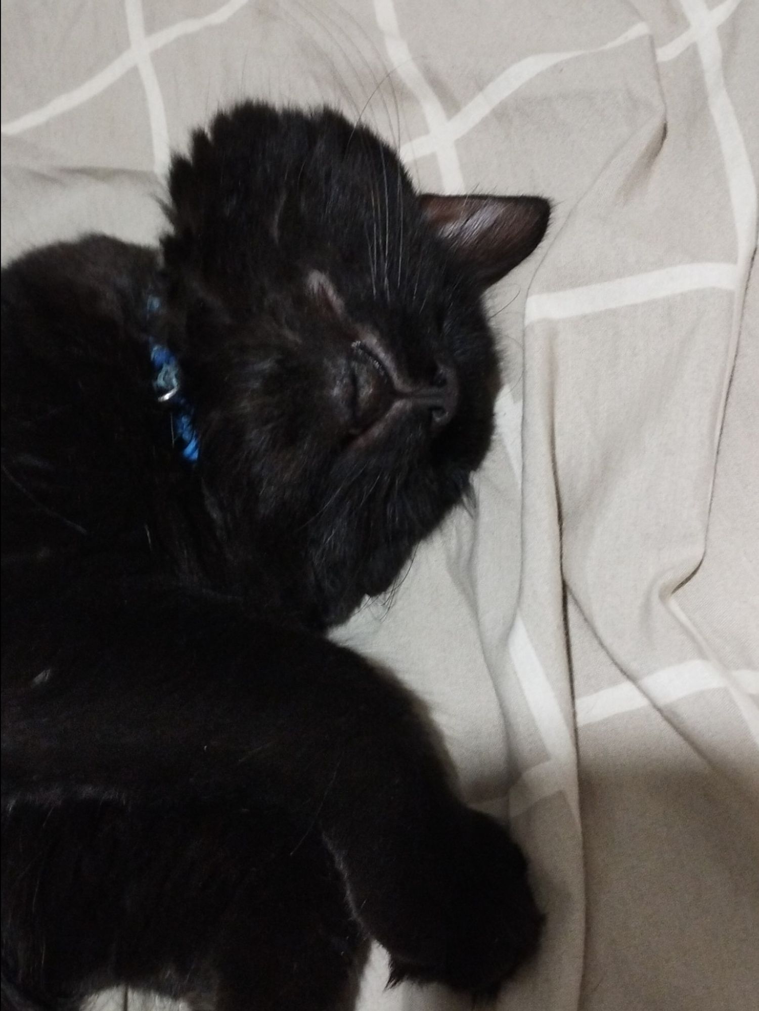 Rostinho de um gatinho preto dormindo capotado na cama