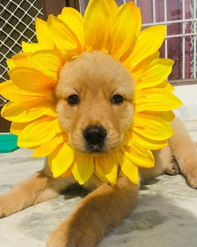 Filhote de cachorro da raça golden retriever deitadinho usando ao redor da cabeça pétalas amarelas de girassol fazendo ele parecer uma flor