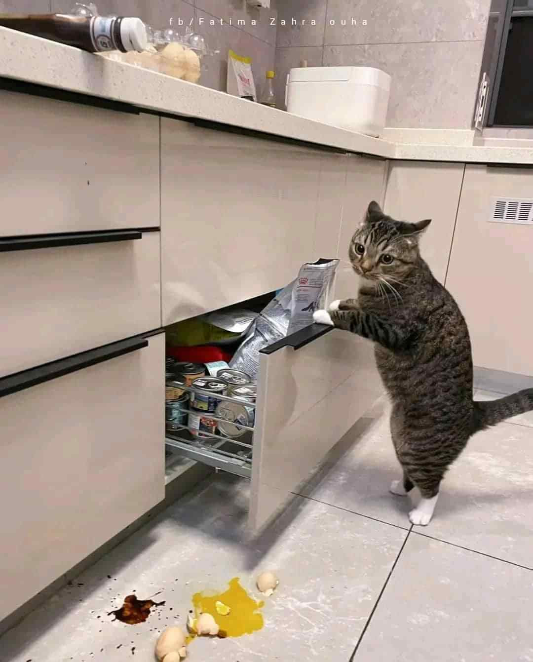 Gatinho cinza rajado de pé nas patas traseiras e com as patas da frente na borda de um gavetão do armário da cozinha que ele abriu e ao lado no chão uma mancha de molho marrom e um ovo quebrado