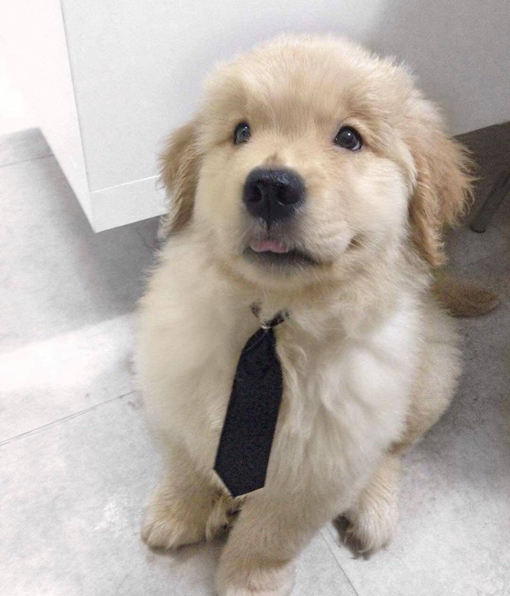 Filhote de cachorro da raça golden retriever peludinho fofinho usando gravatinha sentado e olhando pra foto com a pontinha da língua pra fora da boca