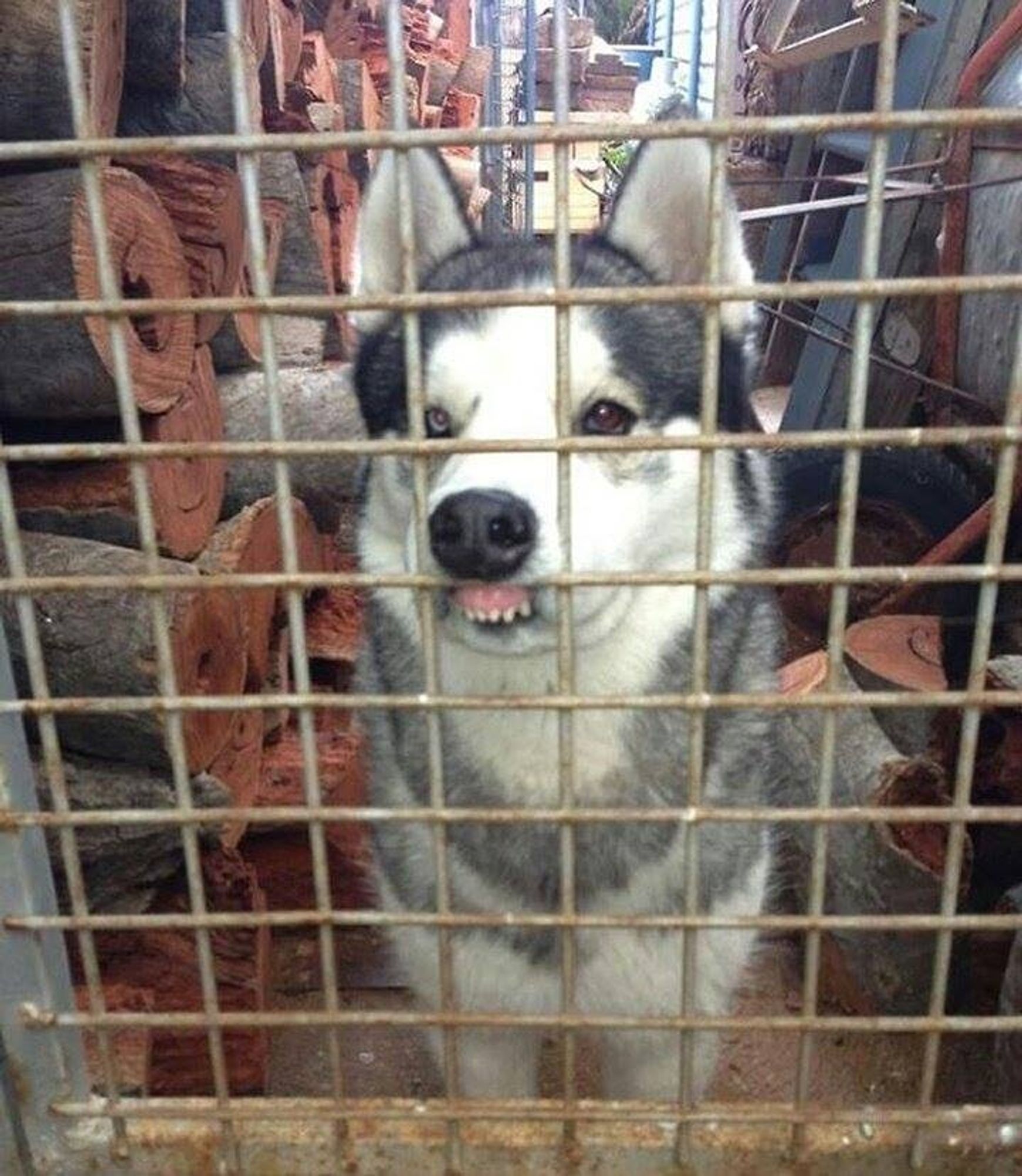 Husky do lado de dentro de um portão metálico aparentemente de uma madeireira olhando pra fora com o focinho encostado na grade do portão mostrando os dentes de cima da frente