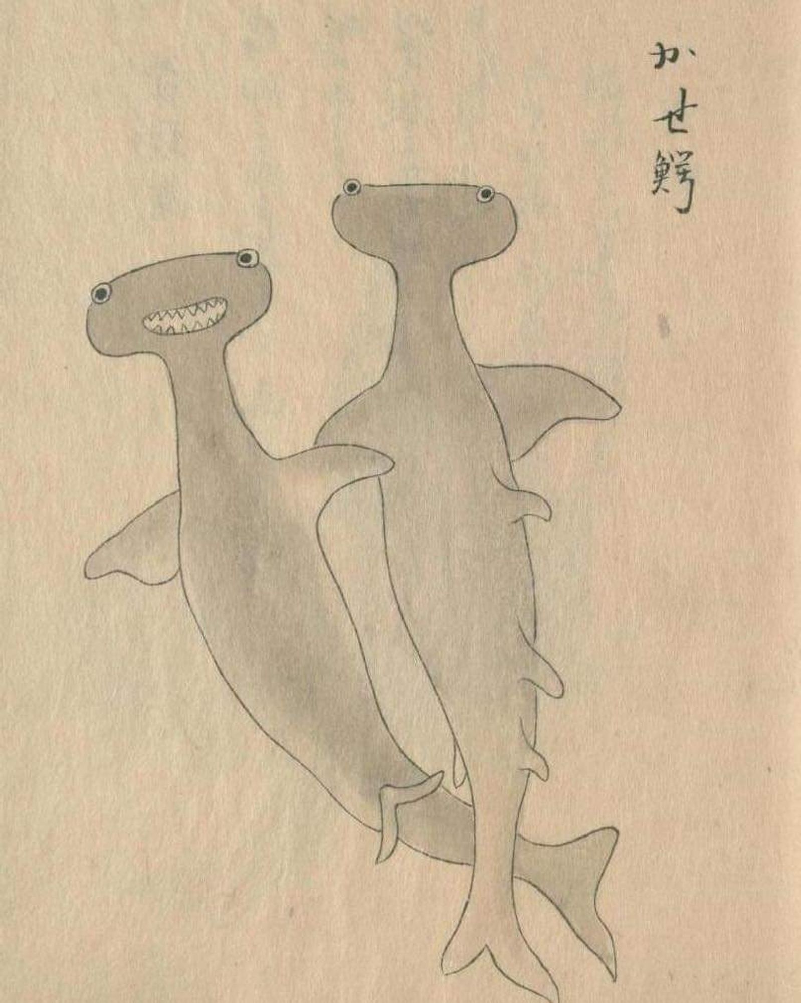 Two hammerhead sharks drawn on parchment. One is viewed from the top and has awkwardly placed googly eyes. The other is pictured from below and has similarly dorky eyes, but also a friendly smile like a Muppet.