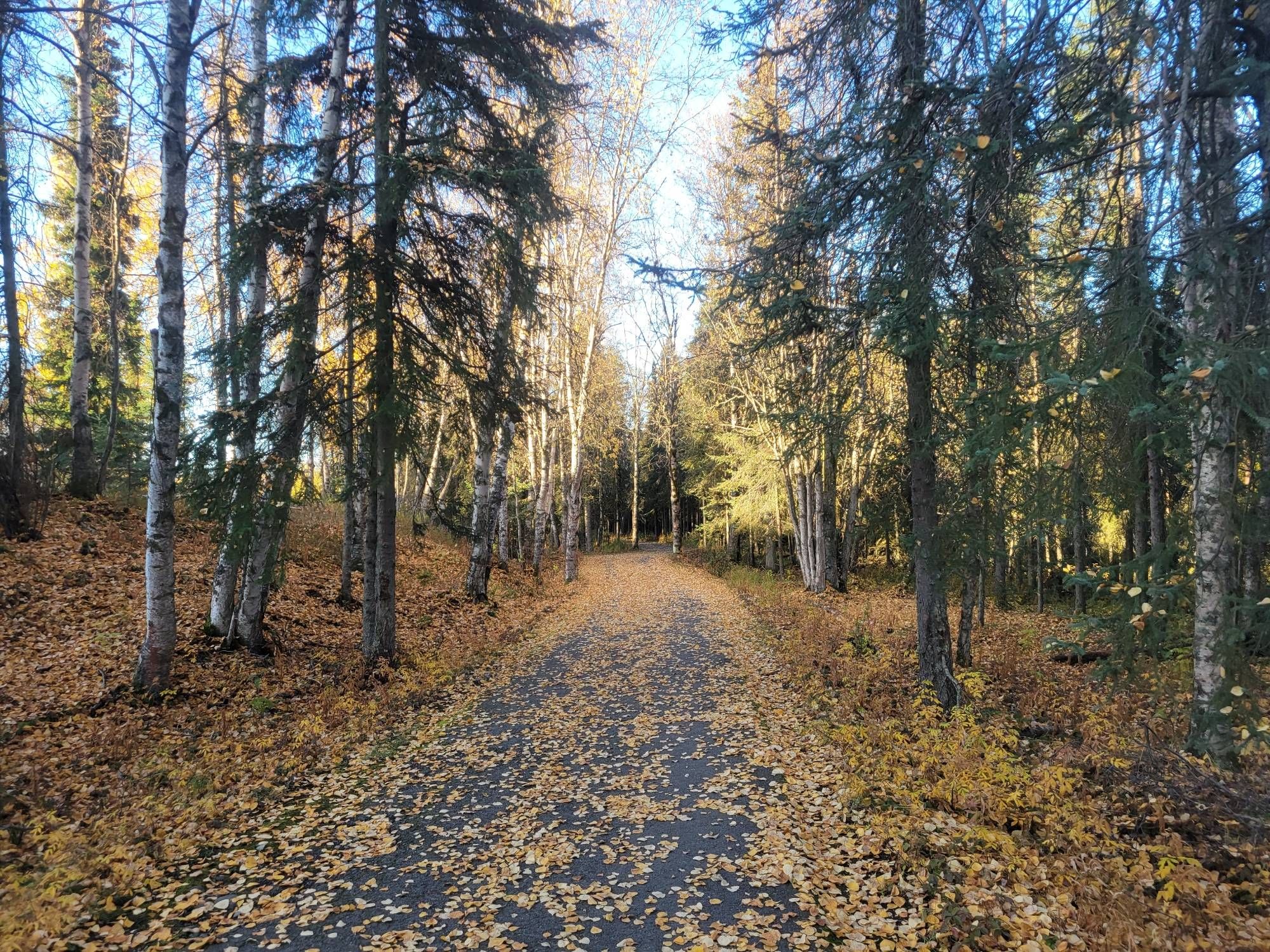 A path through the woods. The leaves are all gold, and the path is covered in them. The sky is incredibly blue