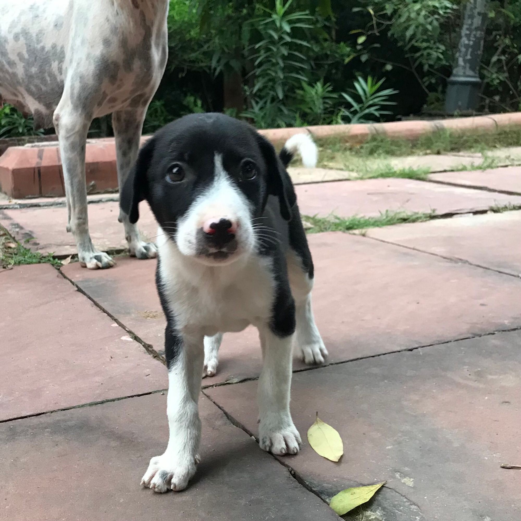 Ein schwarz-weißer Hundewelpe schaut in die Kamera.