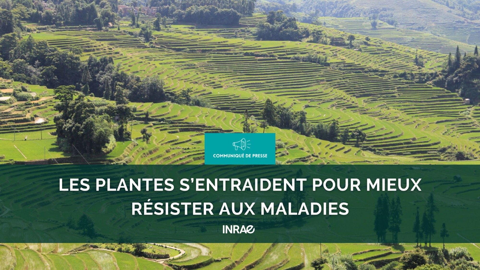 COMMUNIQUÉ DE PRESSE - Des chercheurs d’INRAE, de l’Institut Agro Montpellier, du Cirad, du CNRS et de la Yunnan Agricultural University (Chine) ont découvert une forme d’immunité sociale chez le blé et le riz. La sensibilité aux maladies chez ces plantes n’est pas seulement conditionnée par des gènes de résistance mais résulte également d’un dialogue avec leurs voisines de la même espèce. Leurs résultats, publiés dans PLOS Biology, montrent que dans certains cas cette coopération peut réduire de près de 90 % la sensibilité de la plante aux maladies, c’est-à-dire autant que leurs propres gènes de résistance. Ces résultats ouvrent de nouvelles perspectives pour améliorer la résistance des plantes aux maladies et contribuer à réduire l’usage des pesticides.

https://www.inrae.fr/actualites/bonne-entente-voisinage-plantes-mieux-resister-aux-maladies