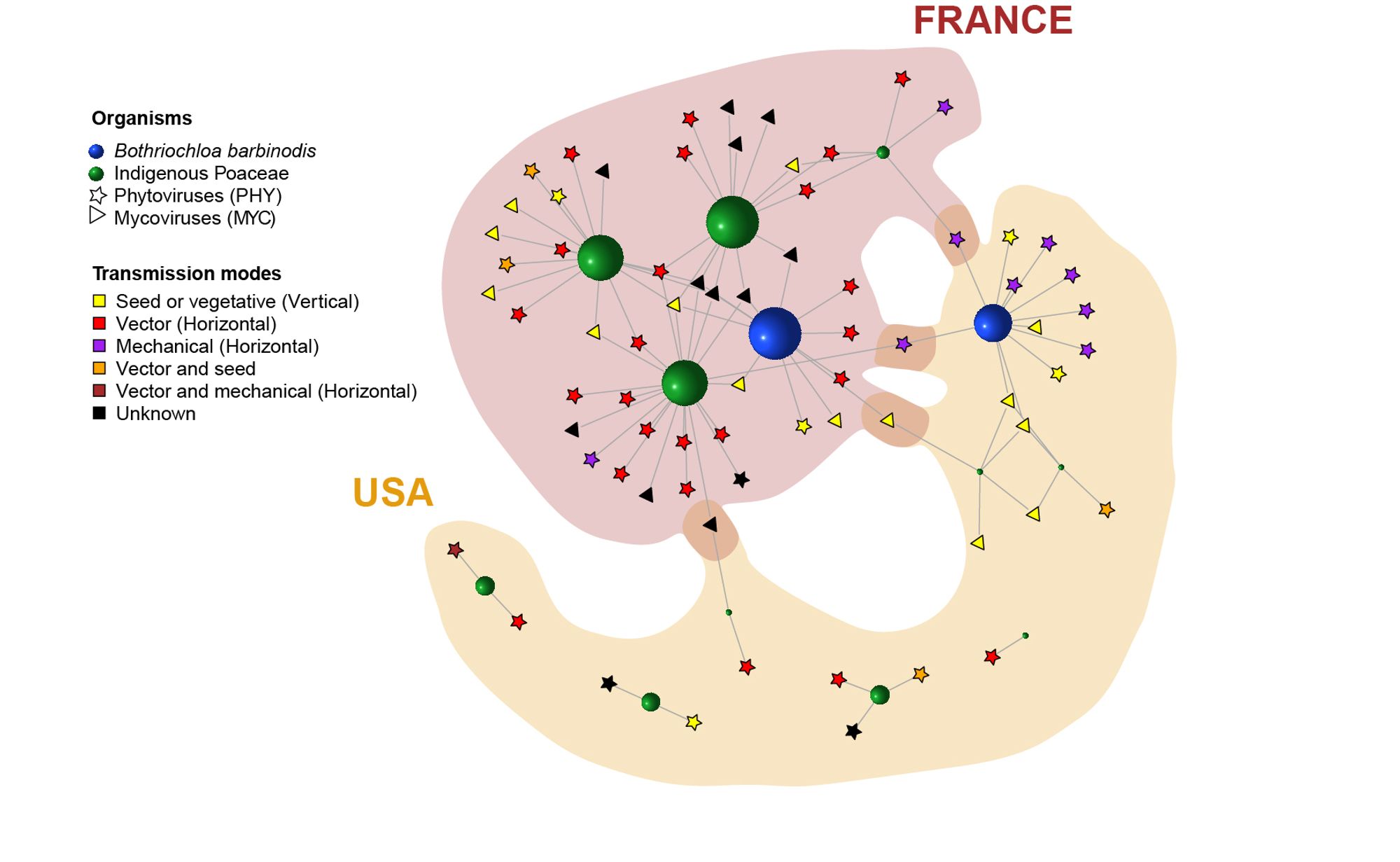 Network visualization of plant-virus interactions in French
and American ecosystems: Differentiation of PAV into PHY (plant viruses) and MYC (mycoviruses) with color-coded transmission modes and plant species demarcating indigenous species from B. barbinodis.