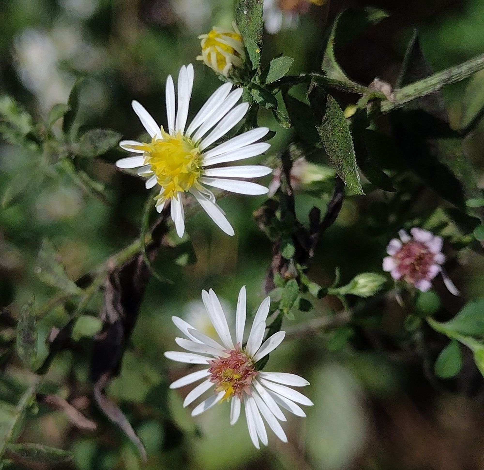 4 flowerheads in various stages. topmost is newly budding, with frail white rays still bent over the yellow disks. below that, a fully open fresh aster with thin white rays splayed out enthusiastically wide, with bright yellow, 5-lobed disks in the center. below that, a flowerhead that is just beginning to fade: its white rays have relaxed slightly, and the disks in the center have mostly turned dark pink. the final flower to the right has withered away, darkened rays and all disks are purple-- plus, it's blurry