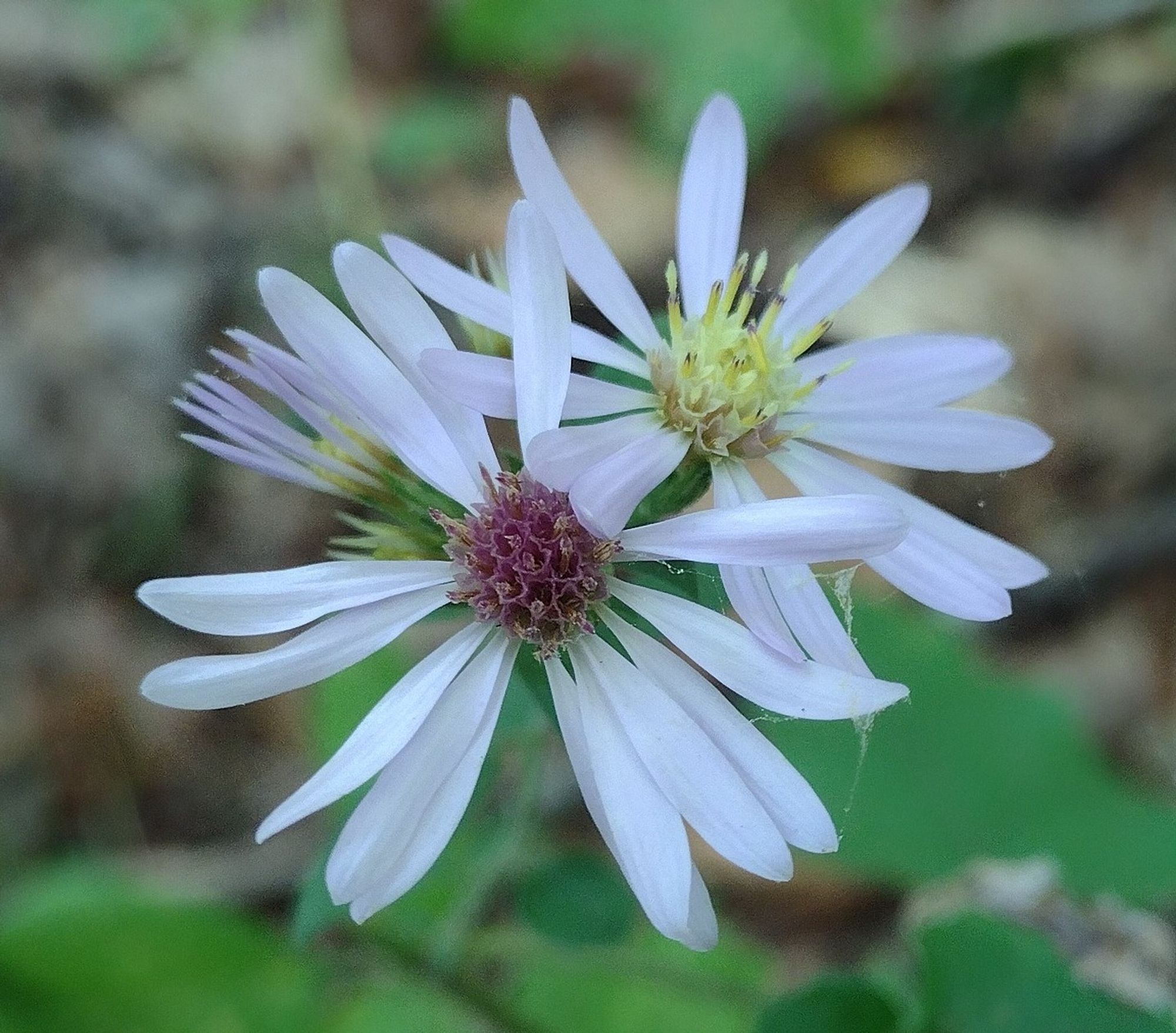 a pair of composite flowers. they both have long, thin, very pale blue (nearly white) ray florets, but the disks on the flowerhead on the right are pale yellow while those on the flowerhead on the left are older & have turned dark purplish-pink