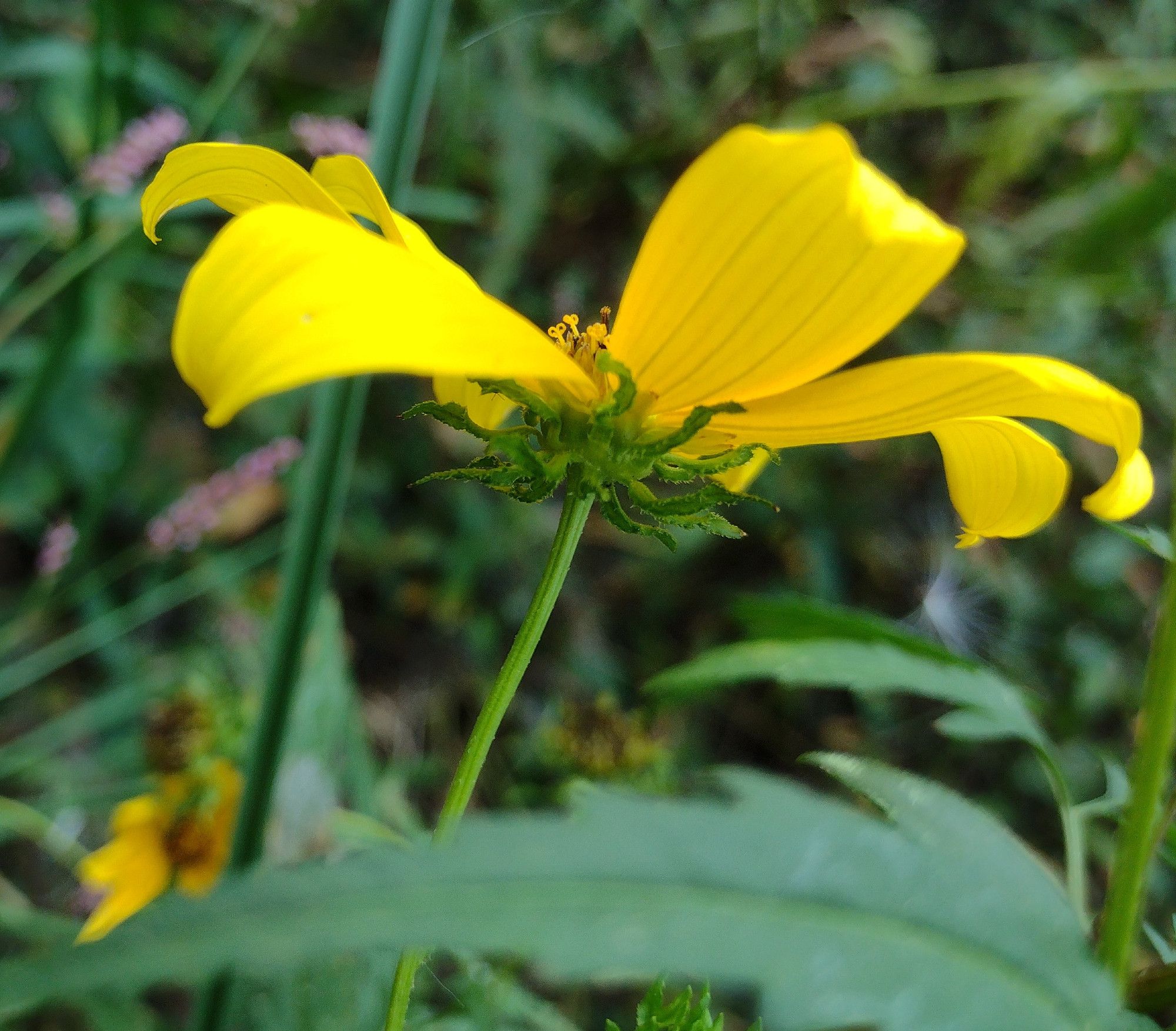 looking at the flowerhead from below & the side. the ridged green stem ends in several rows of long, contorted, green floral bracts, followed by the yellow rays. between two rays, the curling tips of some styles are visible