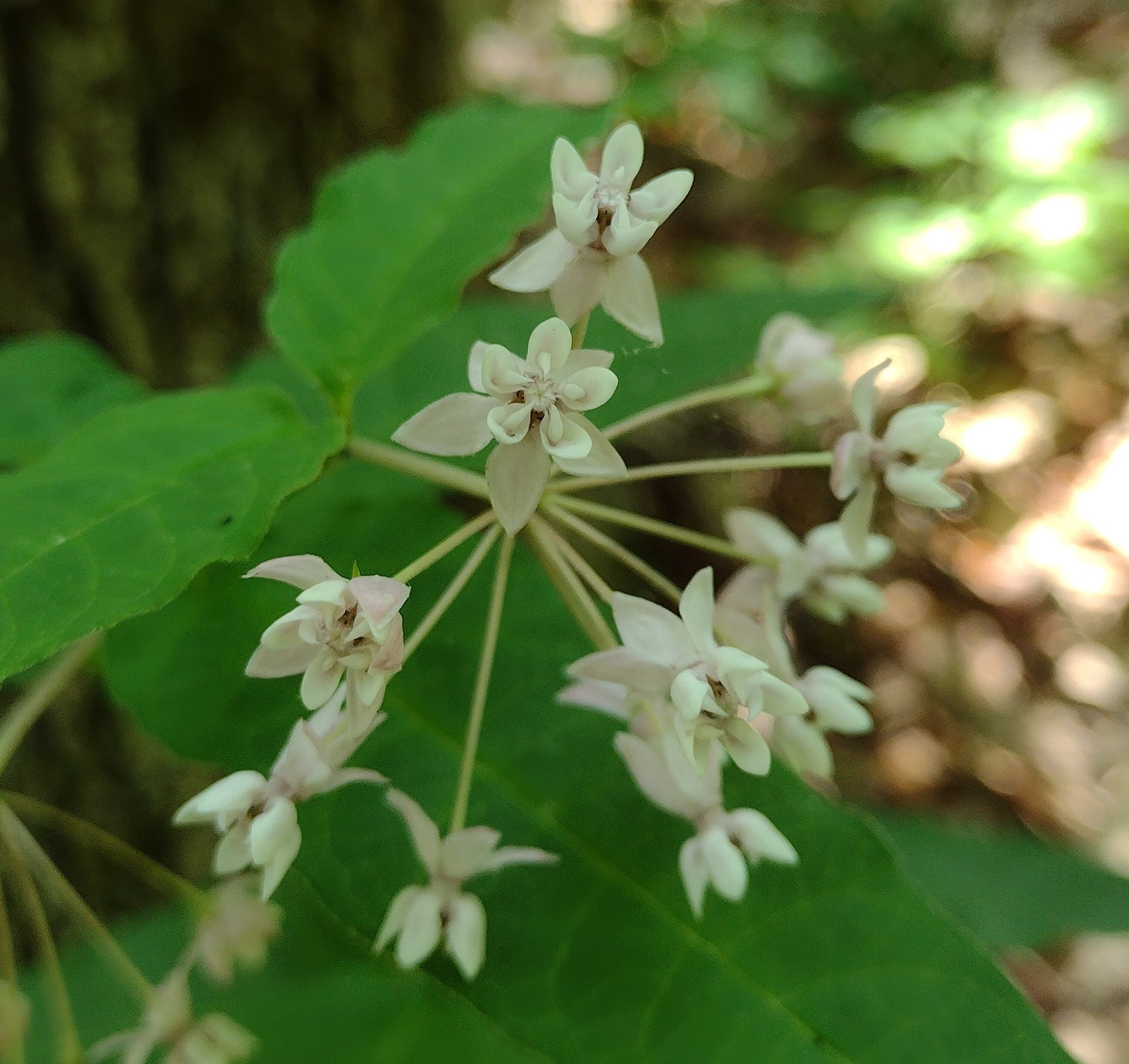 an umbel of flowers with pinkish white petals & sepals