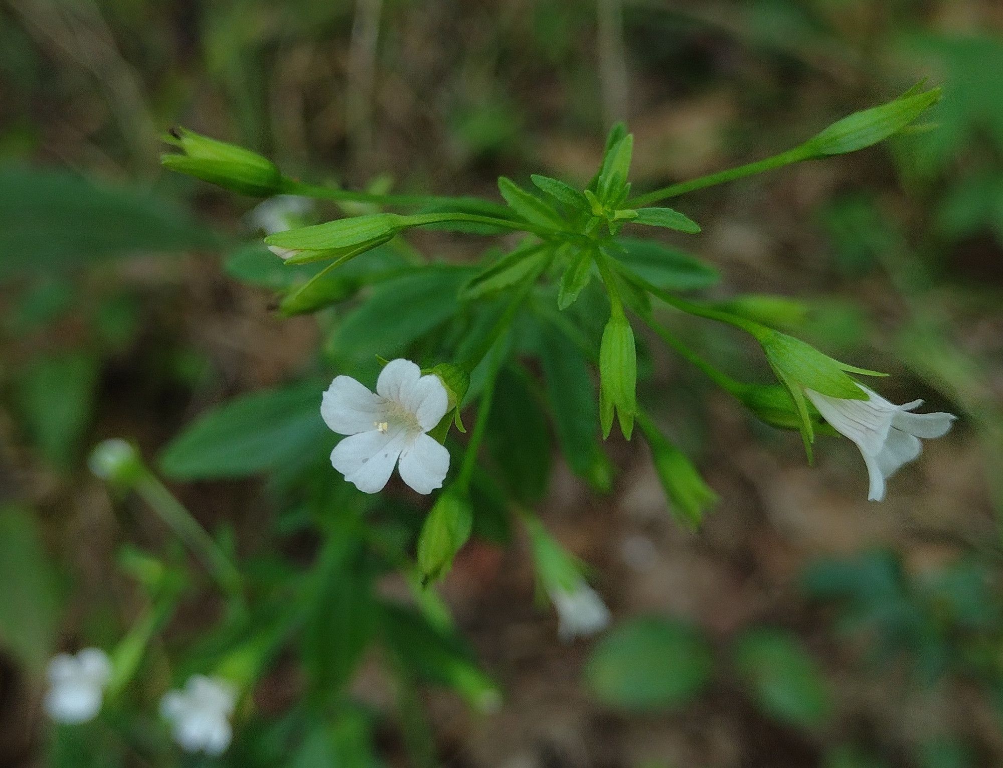 a look into the mouth of a tubular white flower with five lobes. the two upper lobes have faint pink veins and pale yellow hairs on their inner surfaces