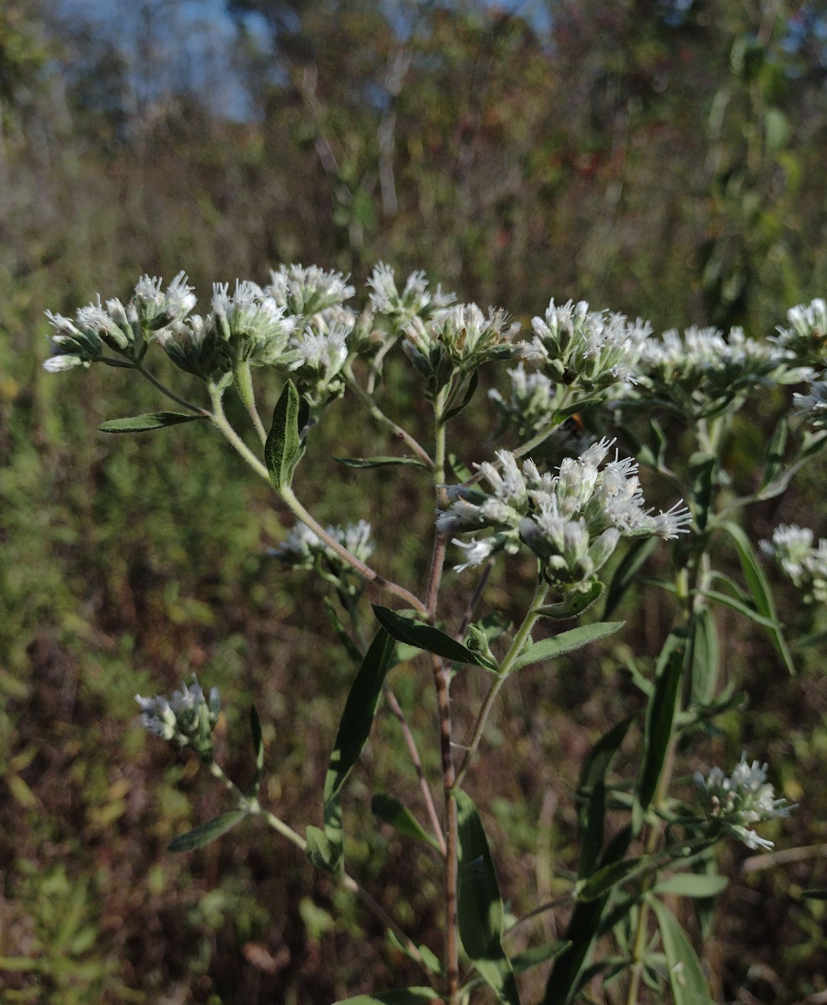 a flat-topped terminal panicle of small white flowers with long white styles