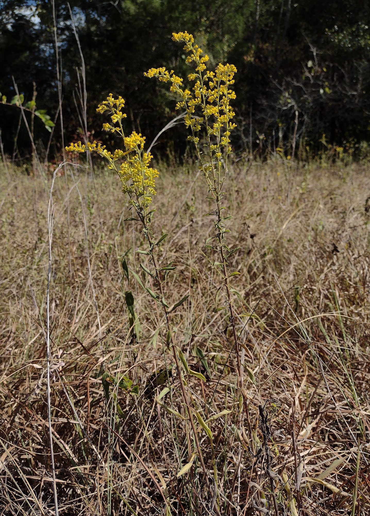 two old-field goldenrods standing in a dry savannah full of tan, crispy grasses, before a dark green treeline. each goldenrod has a tall stem with curled light grayish-green leaves, topped by branching sprays of yellow flowers