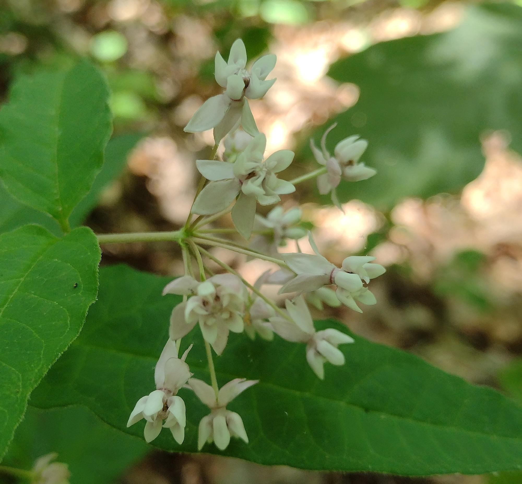 an umbel of pinkish white flowes seen from the side