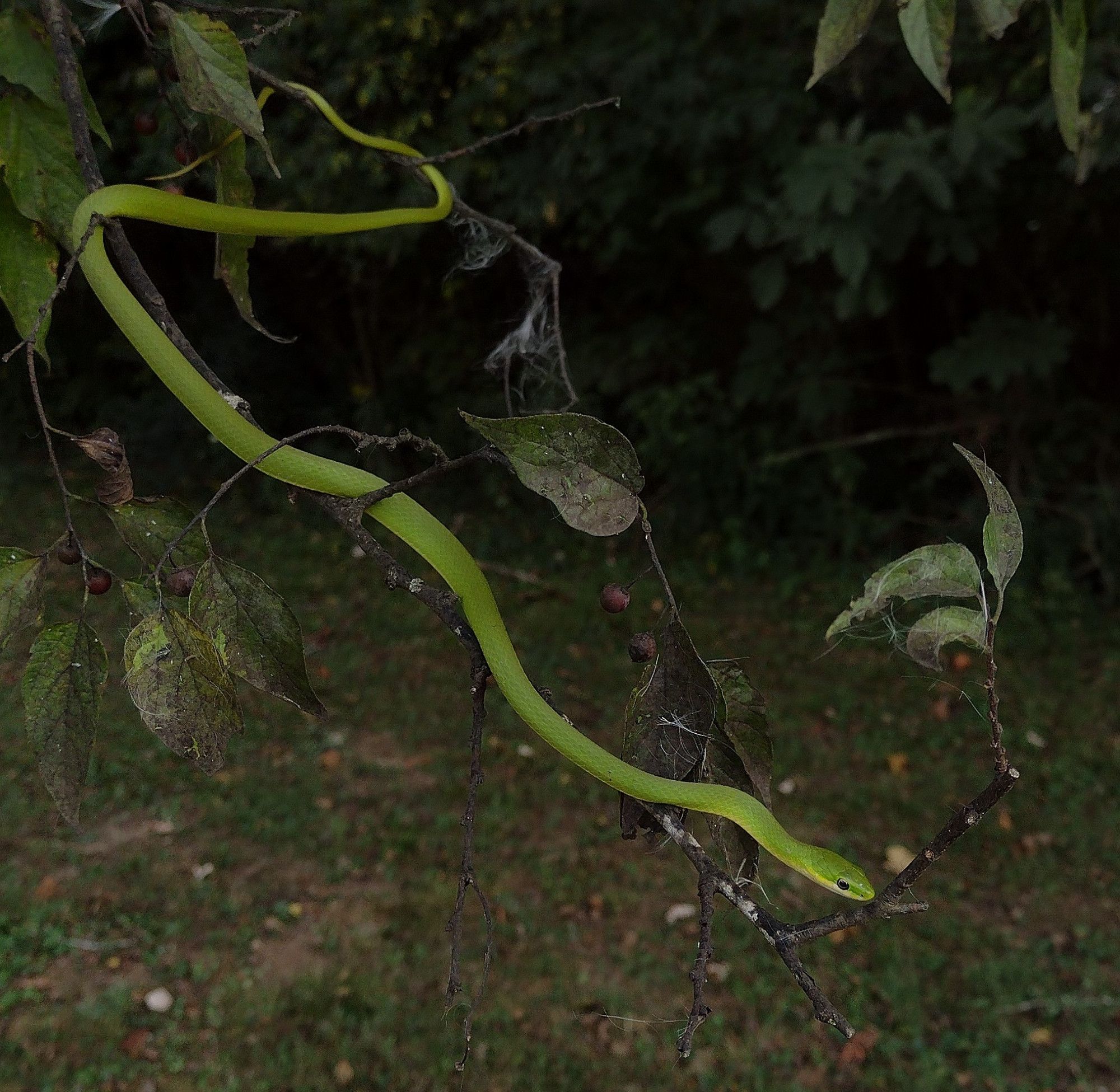 a thin green snake hanging out in a sugarberry tree