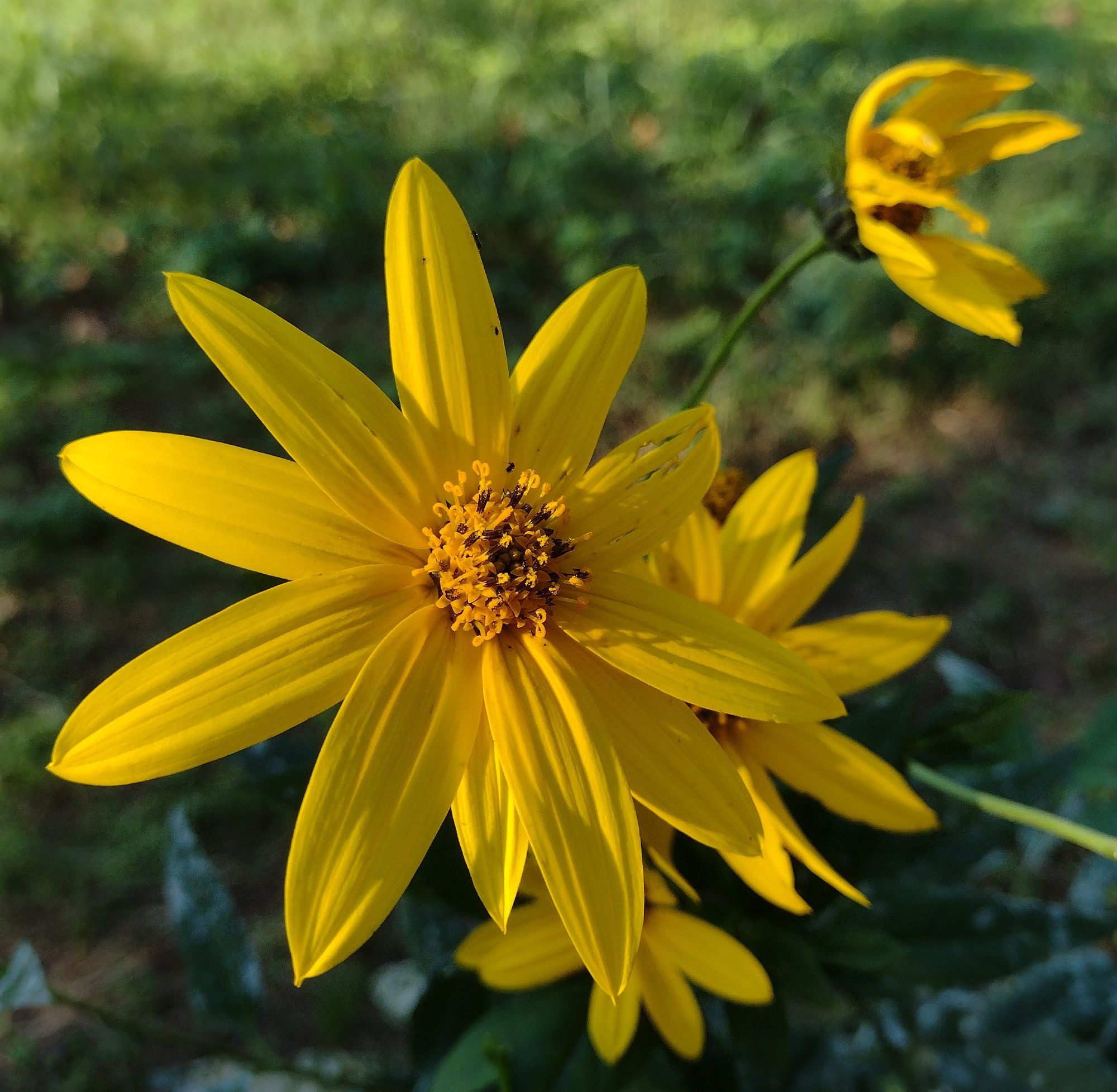 a composite flower with long, broad, bright yellow rays and slightly darker disks with many curling, bifurcated styles and brown anthers