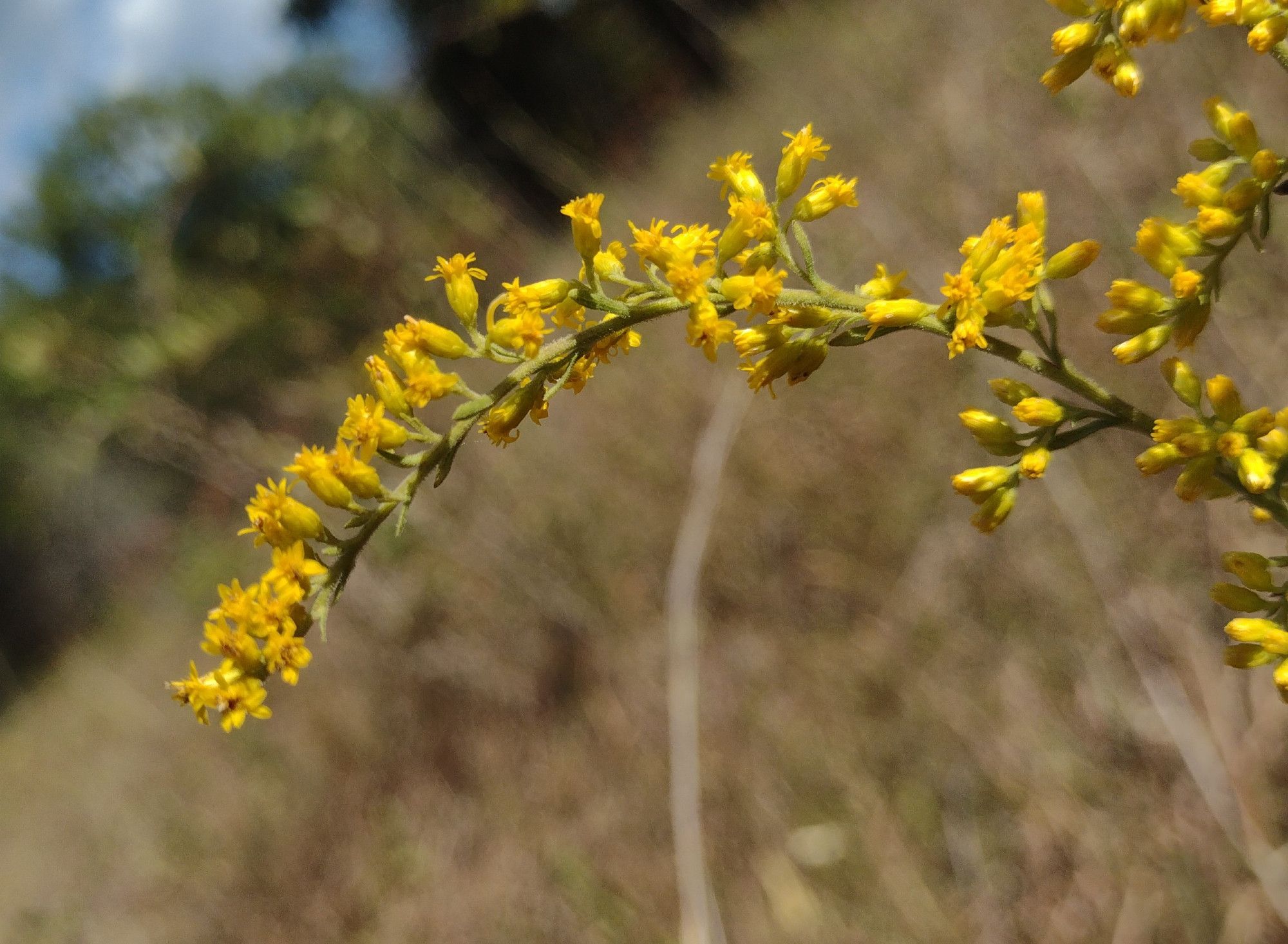 an arching stem, a panicle of many dozens of small, bright yellow, composite flowers mostly facing upwards. there are only a handful or rays and disks in each individual flowerhead