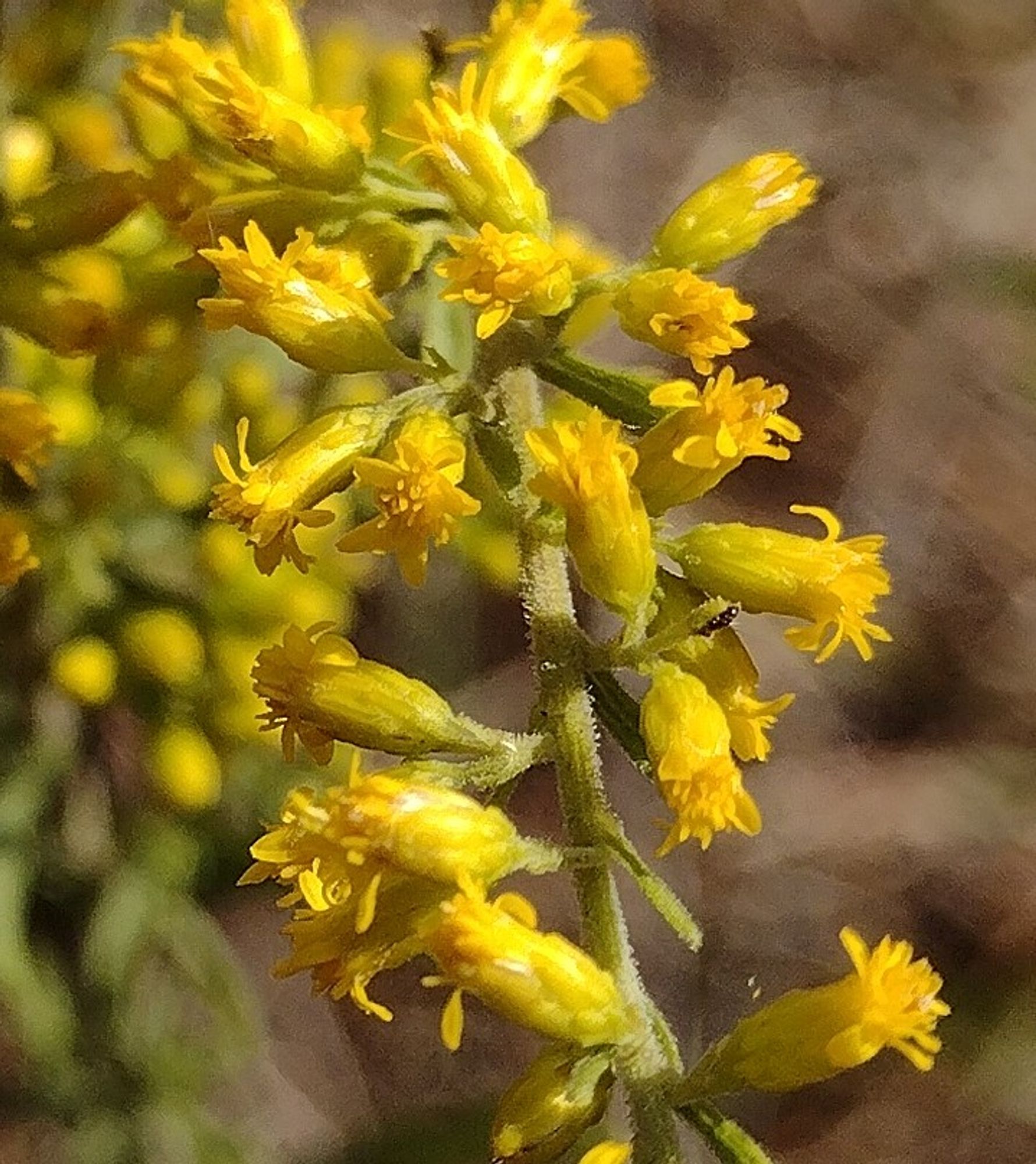 a close-up: each individual flowerhead sits on a short pedicle and has several rows of yellow-green involucral bracts, as well as around a half-dozenish ray florets and nearly as many disk florets. the stem off of which these dozens of flowerheads grow is coated in short fuzzy hairs