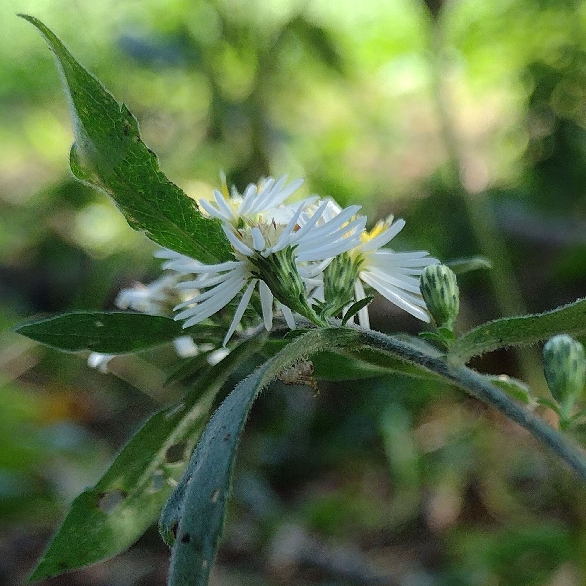 a spray of composite flowers with white rays and yellow disks facing away from the camera. at the base of the flowers are linear floral bracts pressed close to the flower and butt up against the bottom of the rays; they are green along their middle but their margins are pale. these flowers are borne on fuzzy arcing stem alongside fuzz-lined leaves