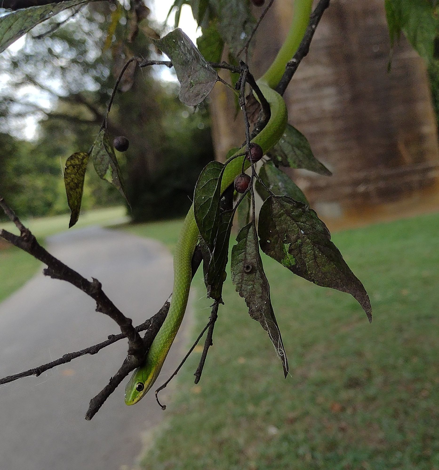 a light green snake with a yellow chin wrapped around a twig in a sugarberry tree. in the background a paved pathway runs besides massive concrete bridge pile