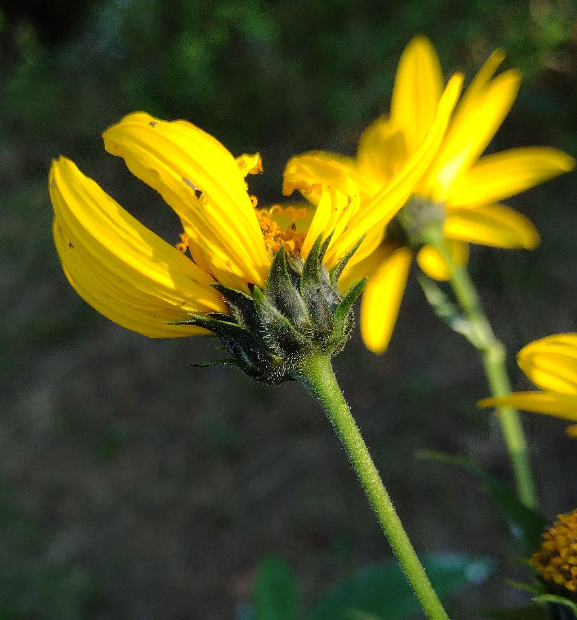 a side view of the flowerhead. curling yellow styles and dark yellow disks can be seen between the bright yellow rays. beneath the rays are rows of lightly hairy floral bracts with longer hairs on their margins, & a slightly fuzzy stem