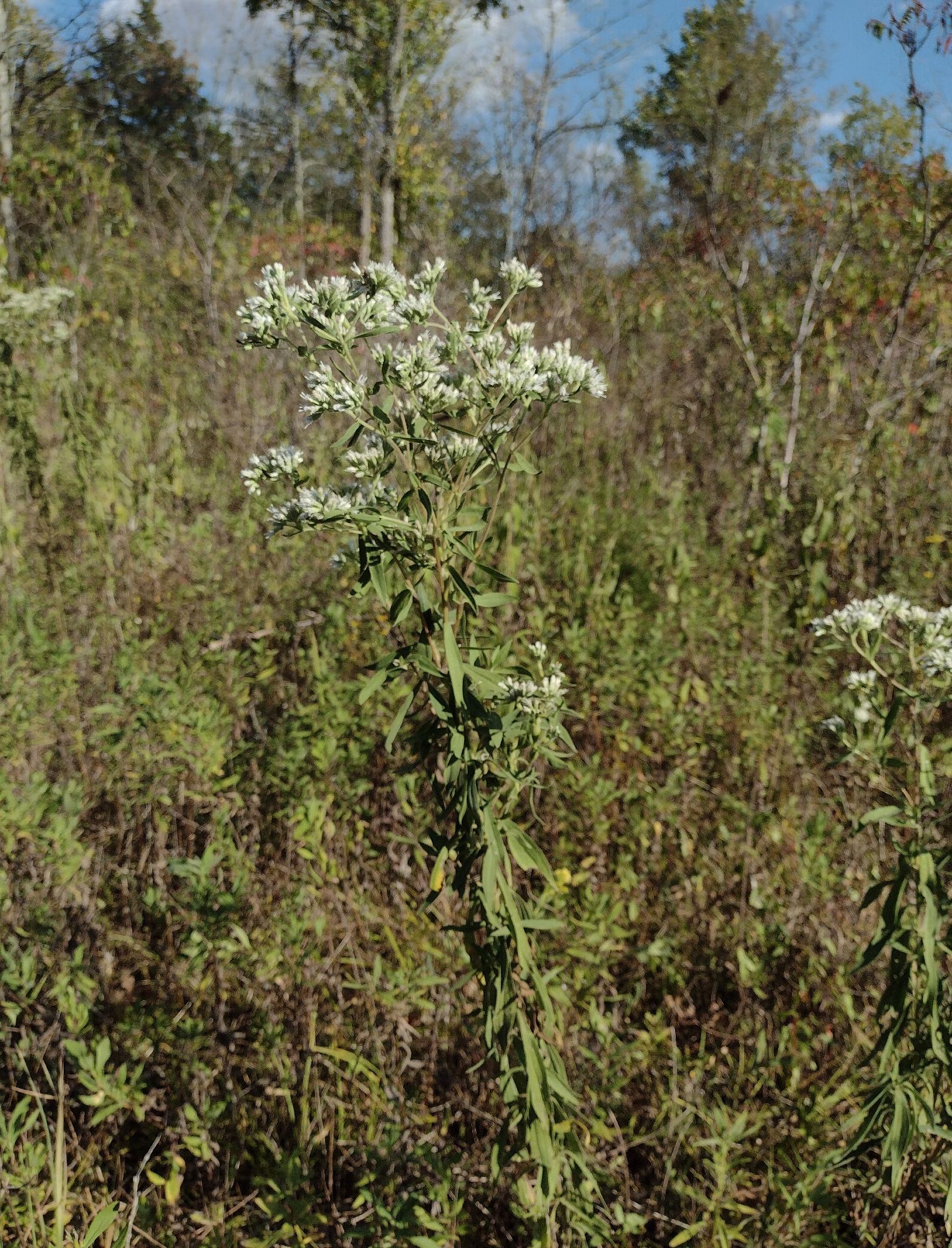 a tall boneset growing in a savannah. its main stem is hidden behind drooping green lanceolate leaves; on top, a panicle of small white flowers