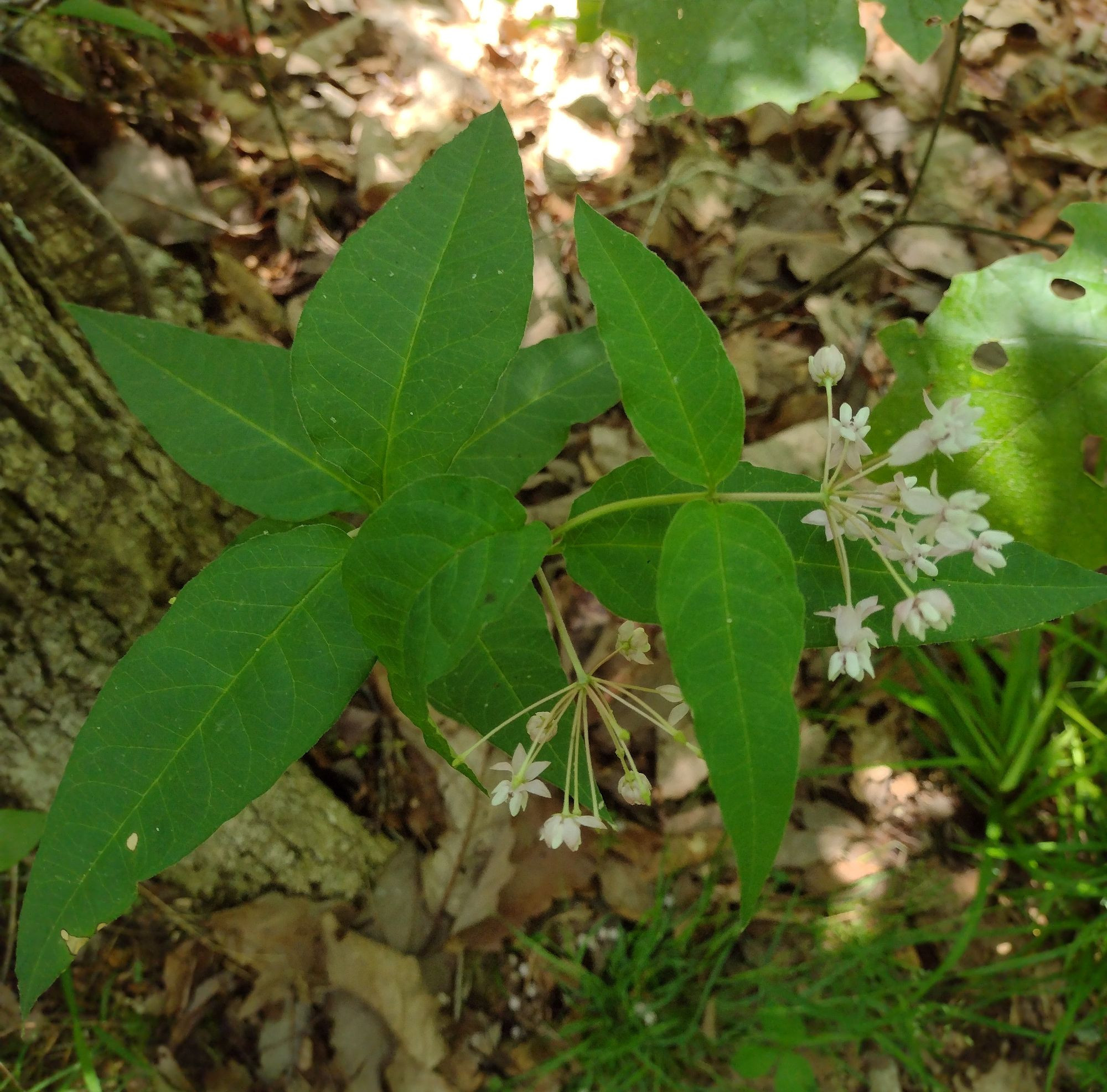 a view of from above of a leaning milkweed with two umbels of pinkish white flowers, growing at the base of a tree