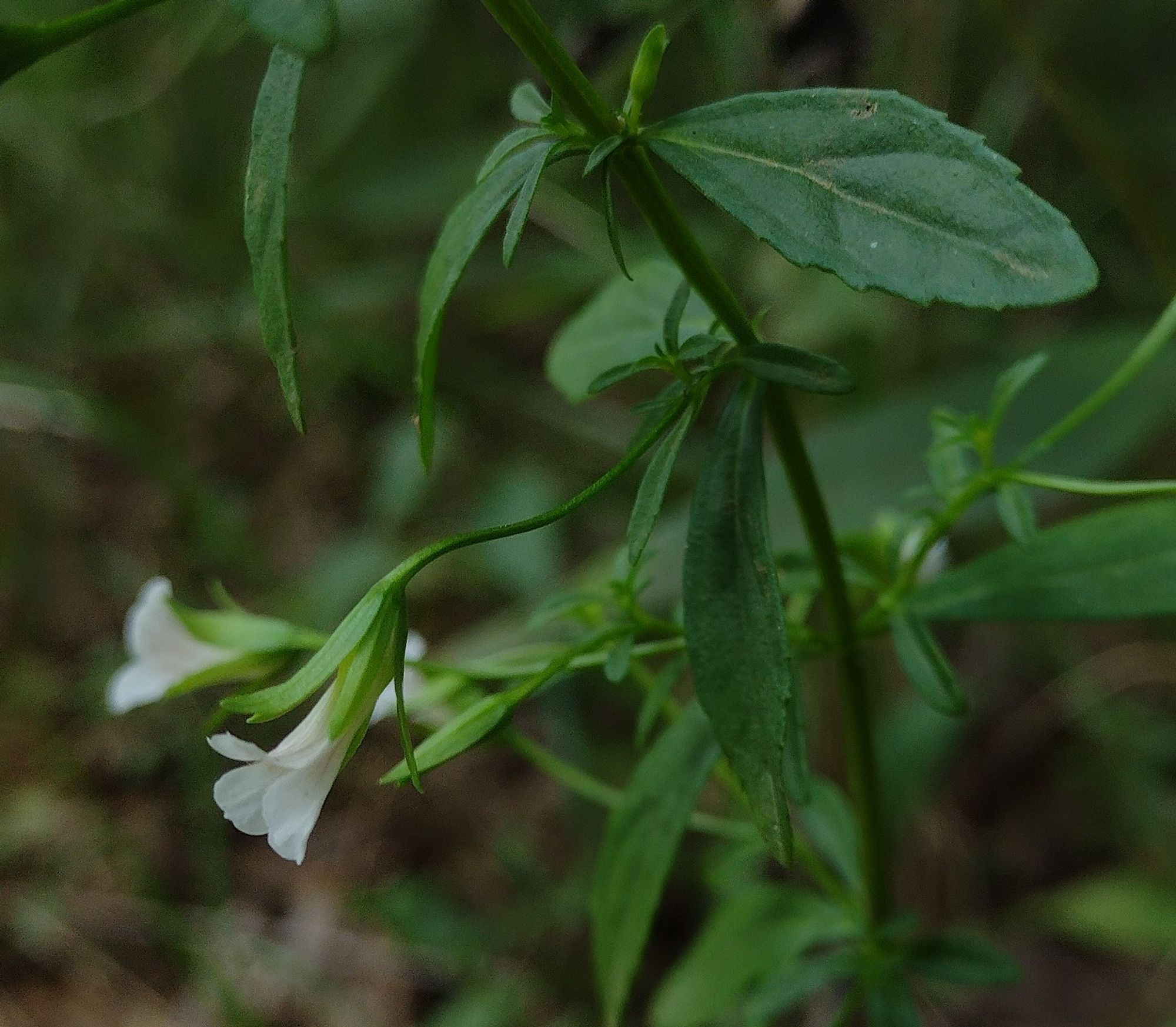 a slender curving stem growing from a leaf axil terminates with a tubular white flower with long, green sepals. the flower's corolla splits into several flaring lobes