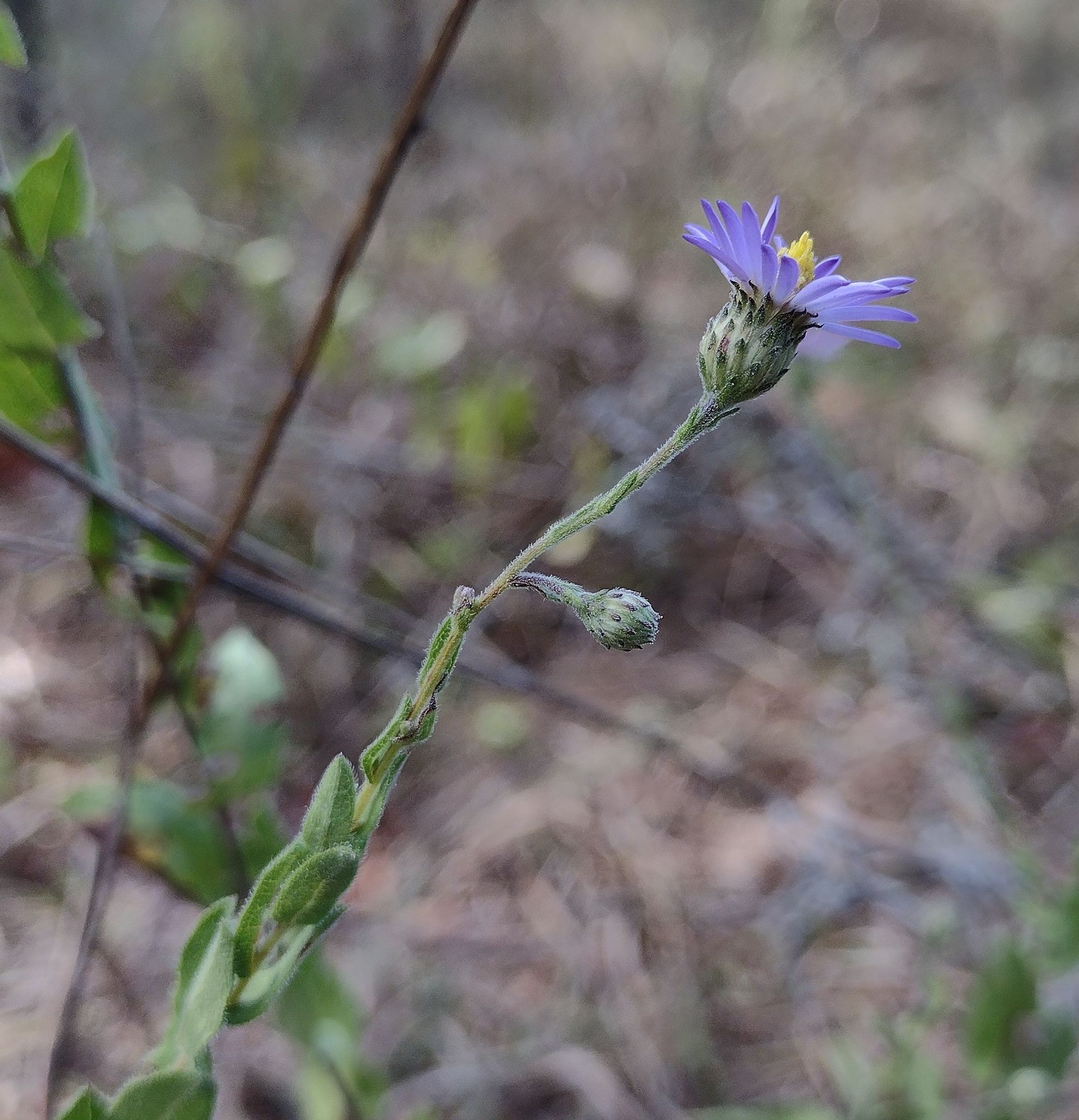 a side view of a composite flower with purple rays and yellow disks. beneath the rays are rows of green involucral bracts; the stem below those is lined with fuzzy leaf bracts. a small budding flowerhead is nodding of the stem; further down, some small fuzzy green leaves keeping themselves right up against the stem