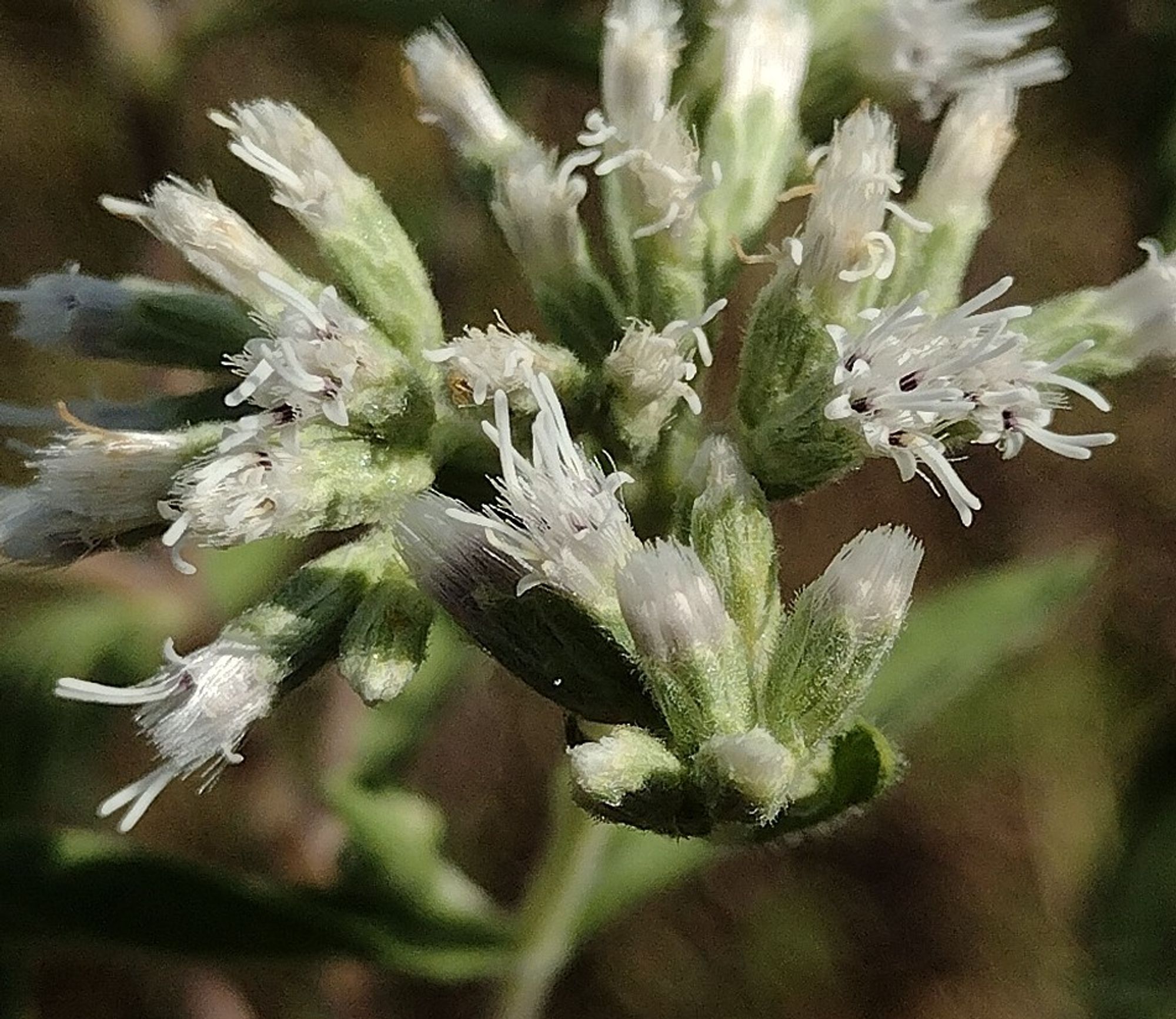 a close-up on some composite flowers. each flowerhead has up to half a dozen white disk florets and no ray florets. the disks have 5 pointed lobes; long, bifurcated, white styles; and feathery white pappus. the involucre are coated in short fine hairs