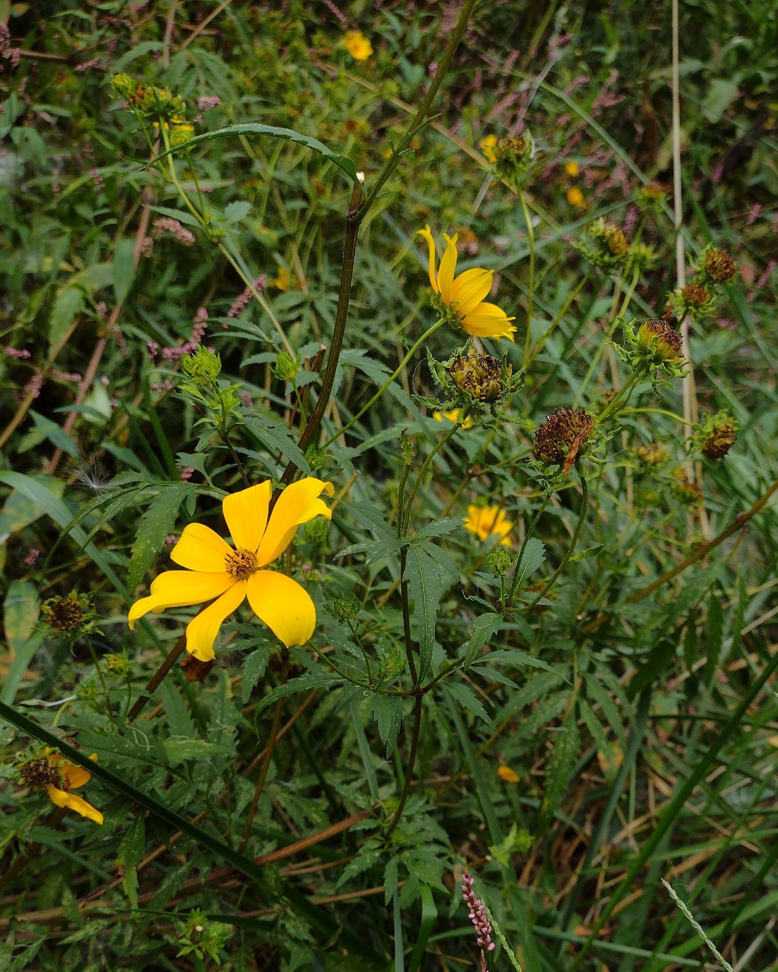 several yellow tickseed sunflowers beaming in a dense green mess of other foliage