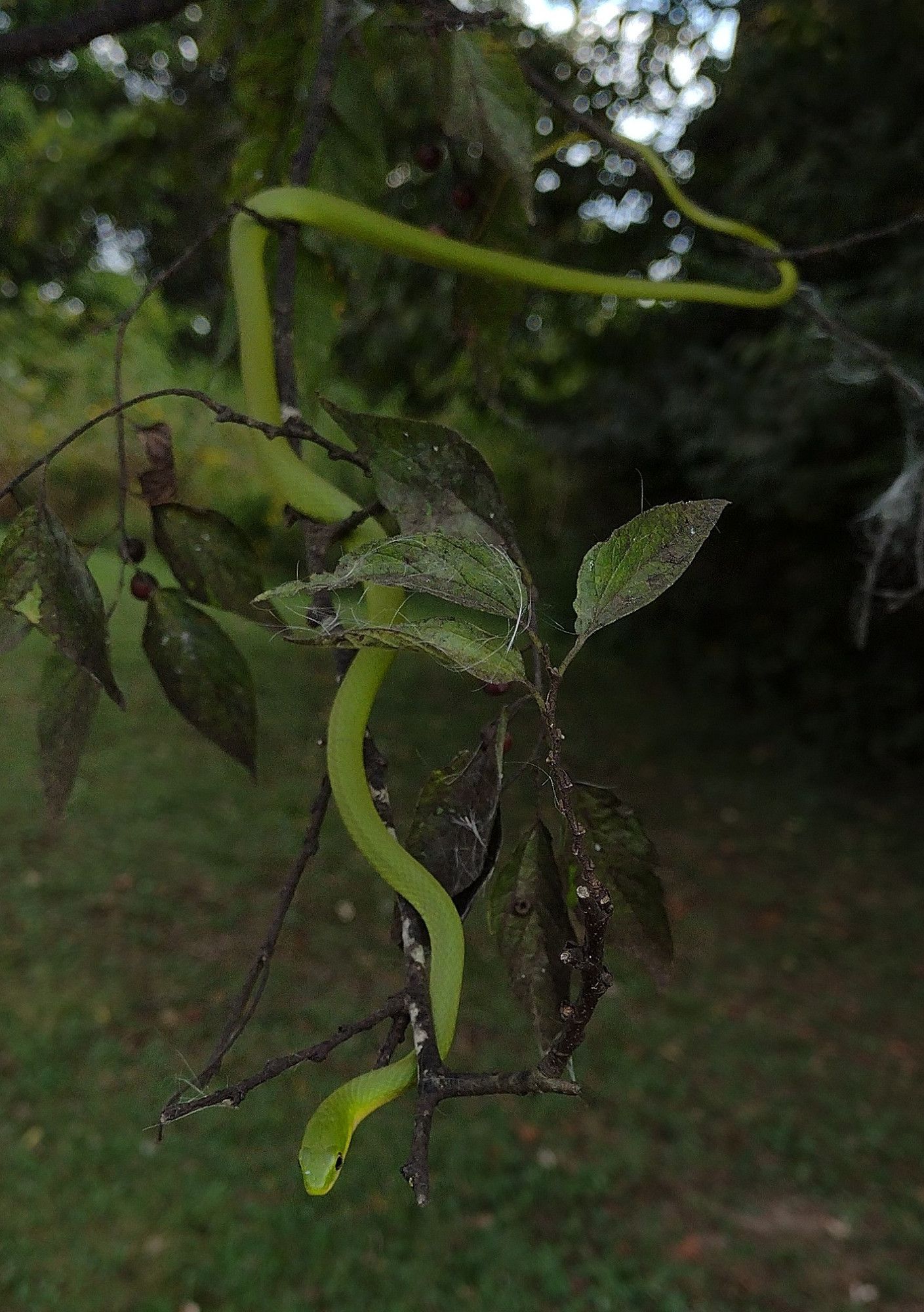 a thin, light green snake twined around the terminal twigs of a sugarberry tree