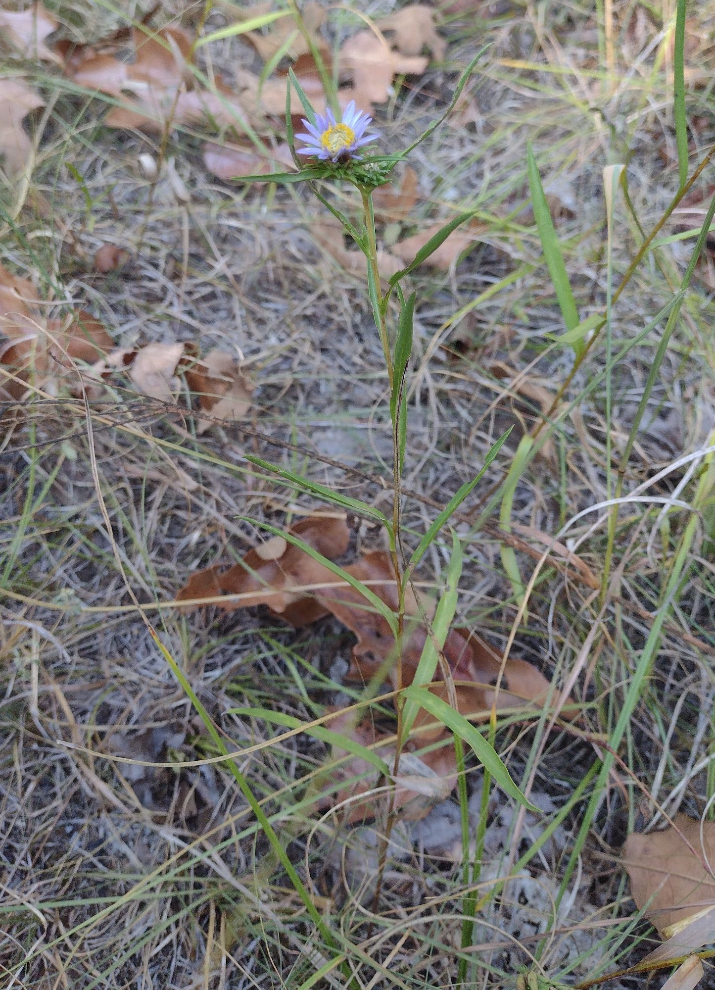 growing in dry grass on the edge of a limestone savannah, a stem with grass-like alternate leaves & a purple and yellow flower on top