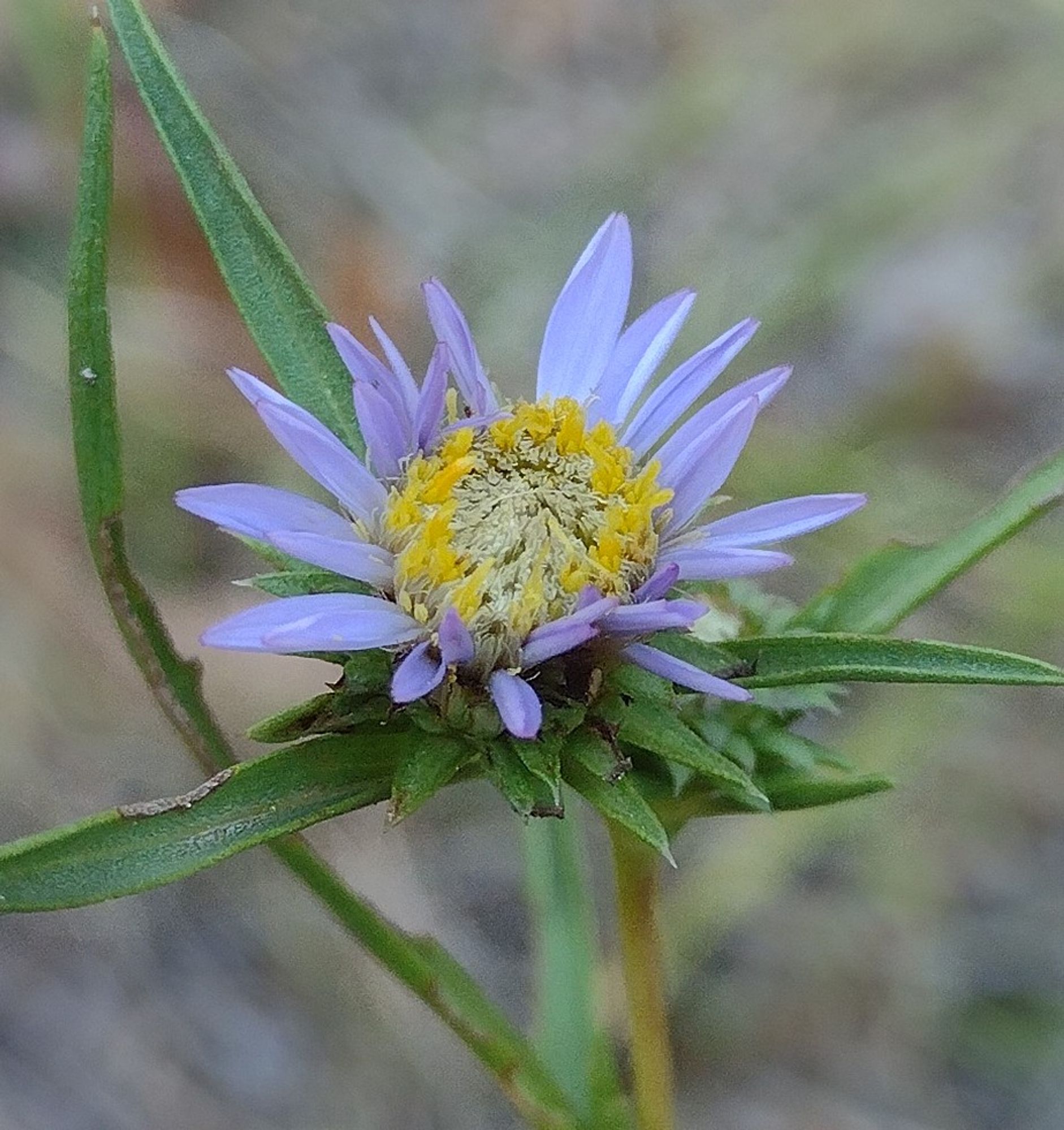 a closer look at the blooming flowerhead. there are many rows of green floral bracts below, with many purple rays above. in the center, a cone of yellow disks. an outer ring of disks are bright yellow, while those towards the inside have faded