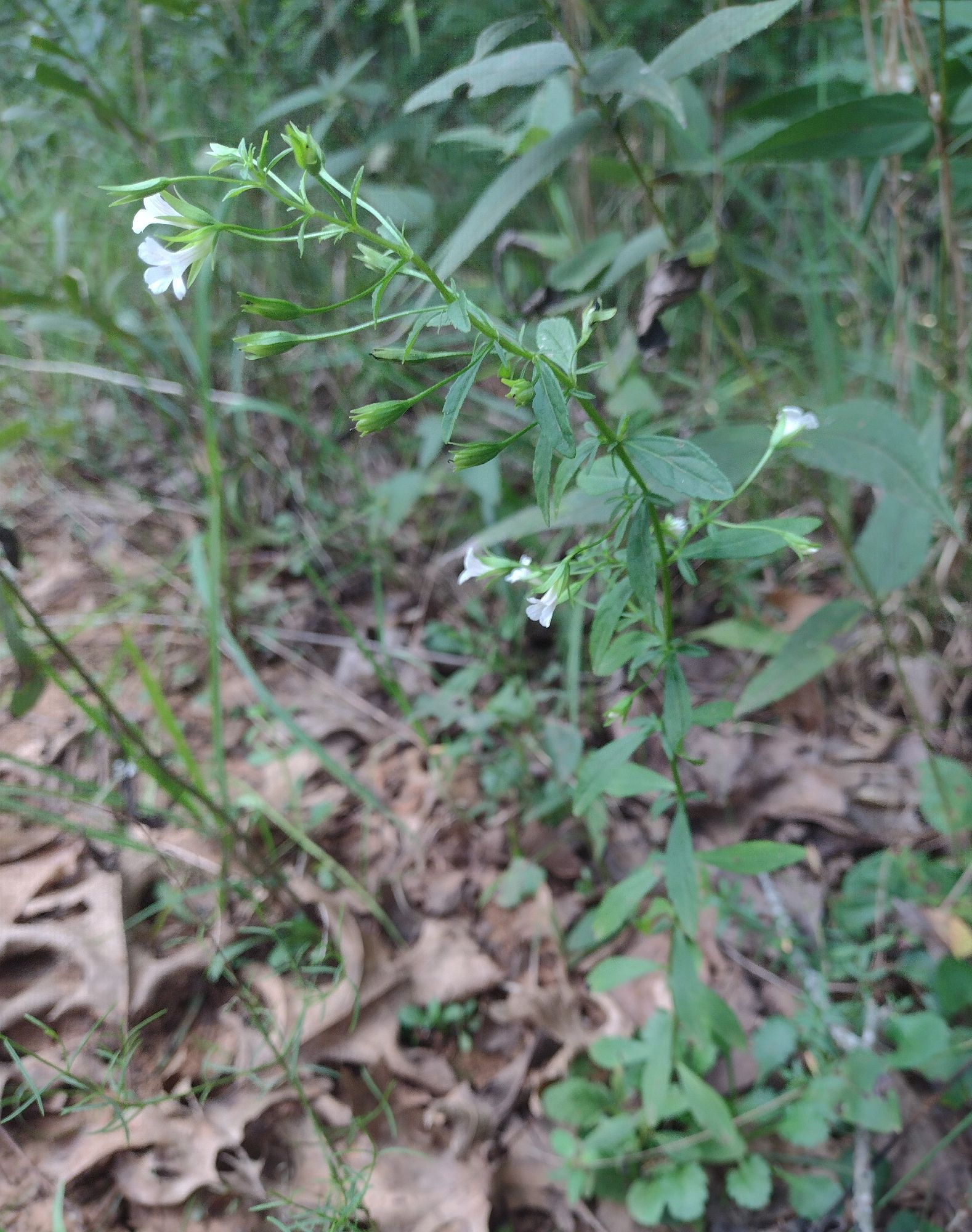 the full plant: green stems & leaves with long white flowers, growing in leaf litter at the margin between forest and savannah