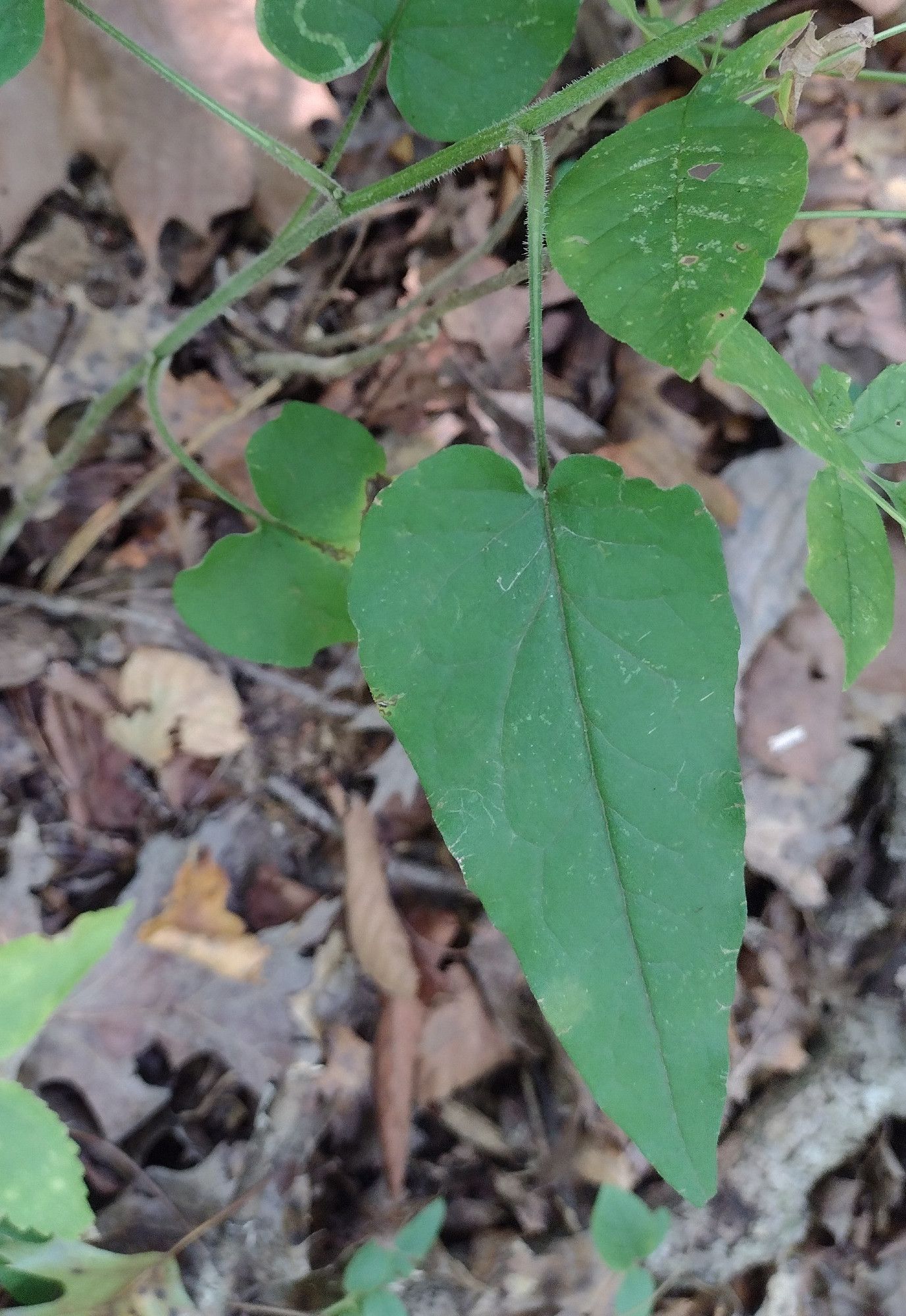 a long, green, heart-shaped leaf with a long green petiole that gets somewhat fuzzy at its base on a fuzzy green stem