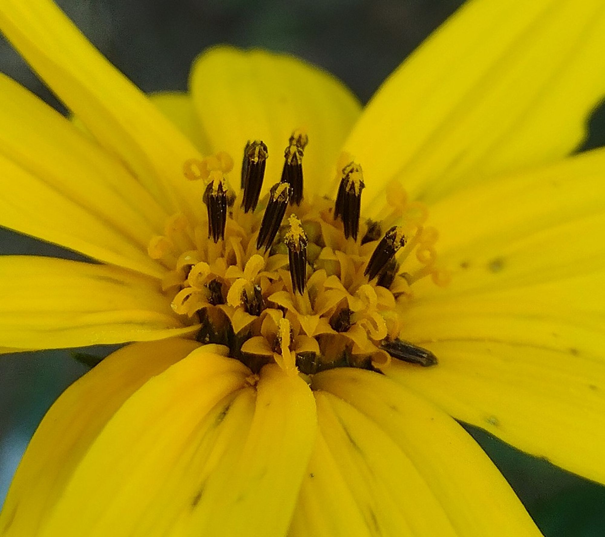 a close-up of the central cone of the flowerhead, the site of dozens of 5-lobed dark yellow disk florets. some of the disks, especially towards the outside of the cone, are wielding bifurcated styles whose tips curl back around on themselves. on other disks closer to the center, the most prominent feature are brown tubes: fused stamens tipped with yellow pollen. if i understand correctly, styles will eventually burst through the center of those stamen tubes and they will come to resemble the disks currently on the outside edge