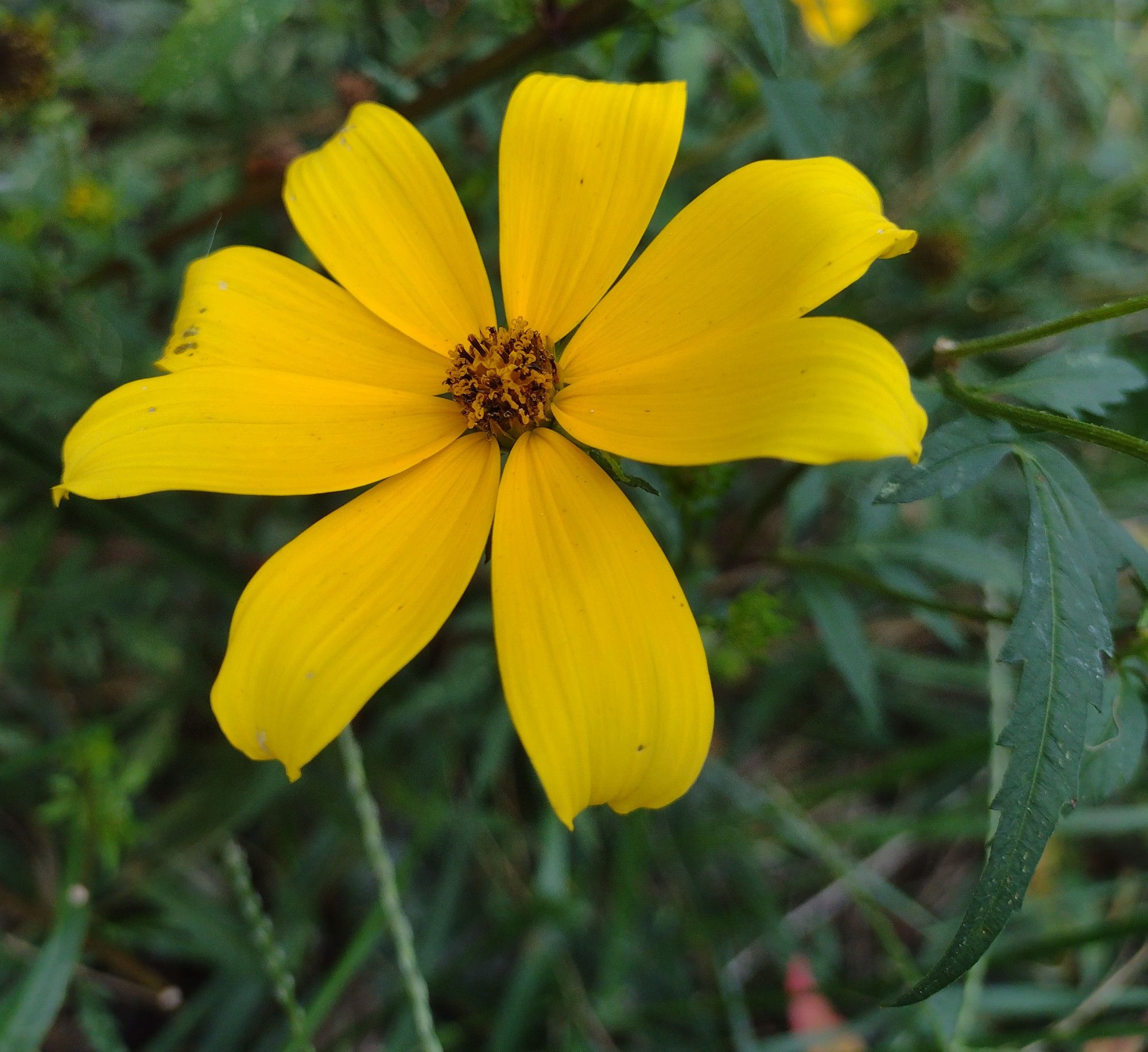 a composite flower with 8 deep yellow, long, broad ray florets and a small cone of dark yellow, 5-lobed disk florets with curling, bifurcated yellow styles protruding through a brown fused stamen tube